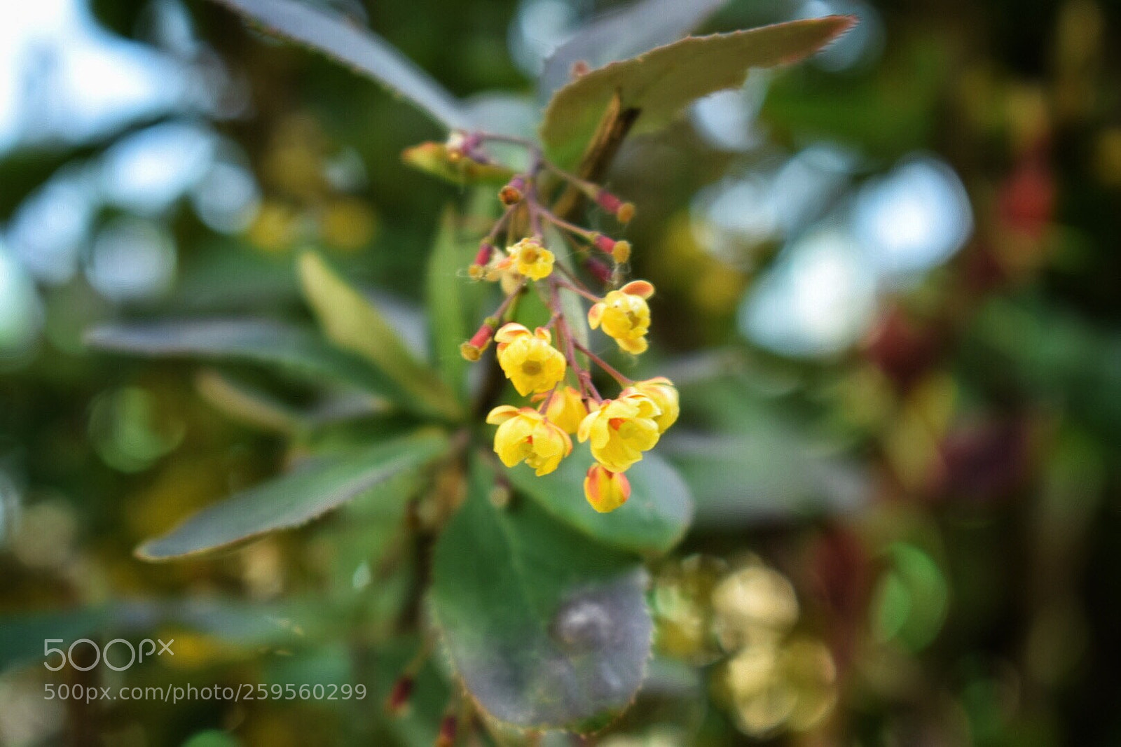 Nikon D5300 sample photo. Untitled photography
