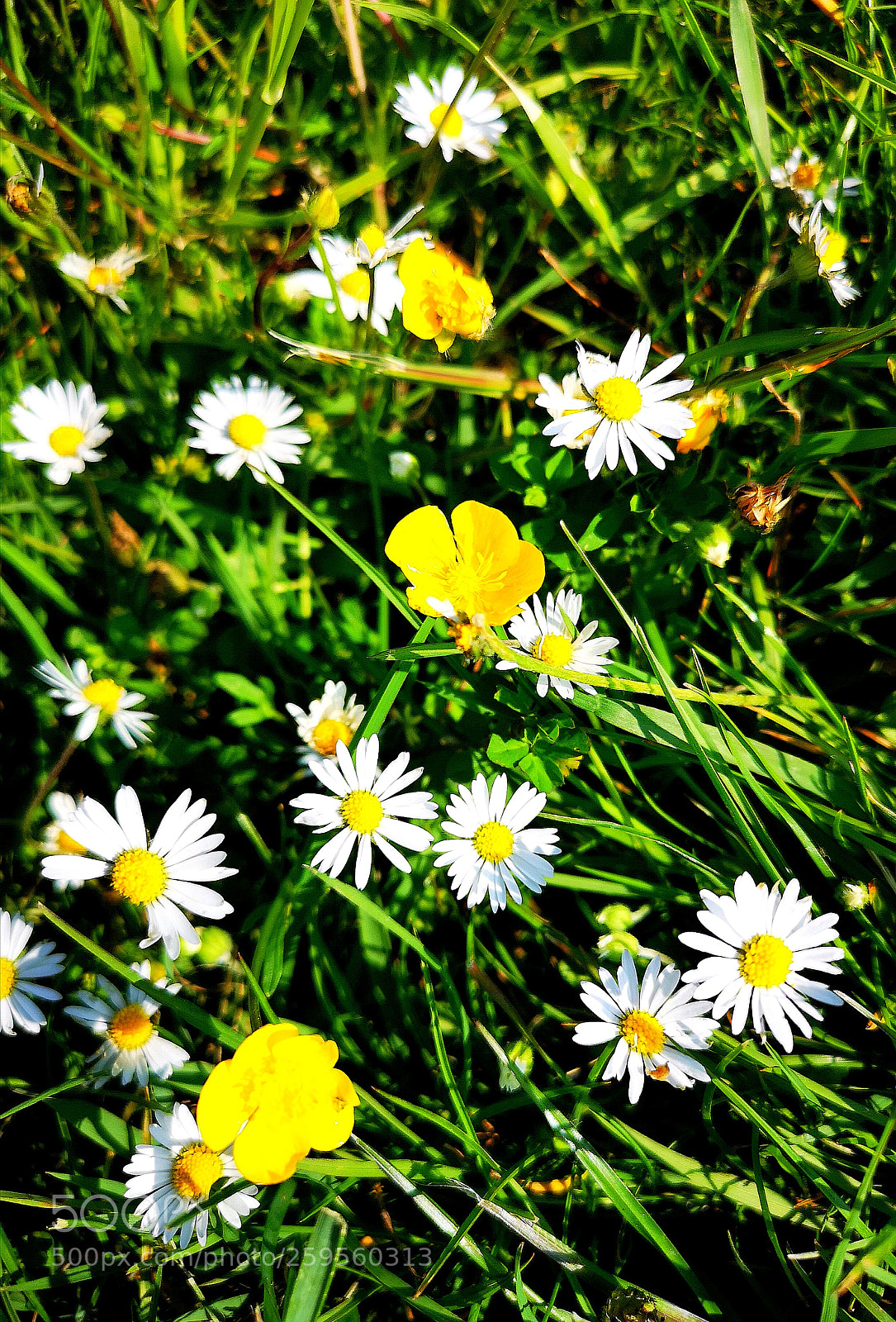 HUAWEI CLT-L09 sample photo. Buttercups & daisies photography