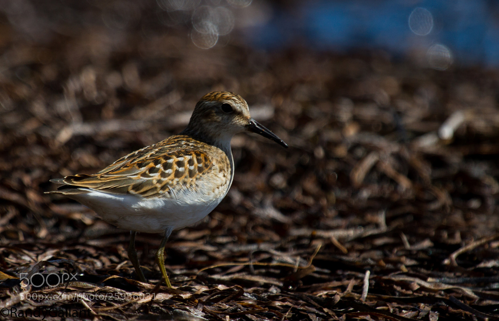 Canon EOS 7D sample photo. Least sandpiper photography