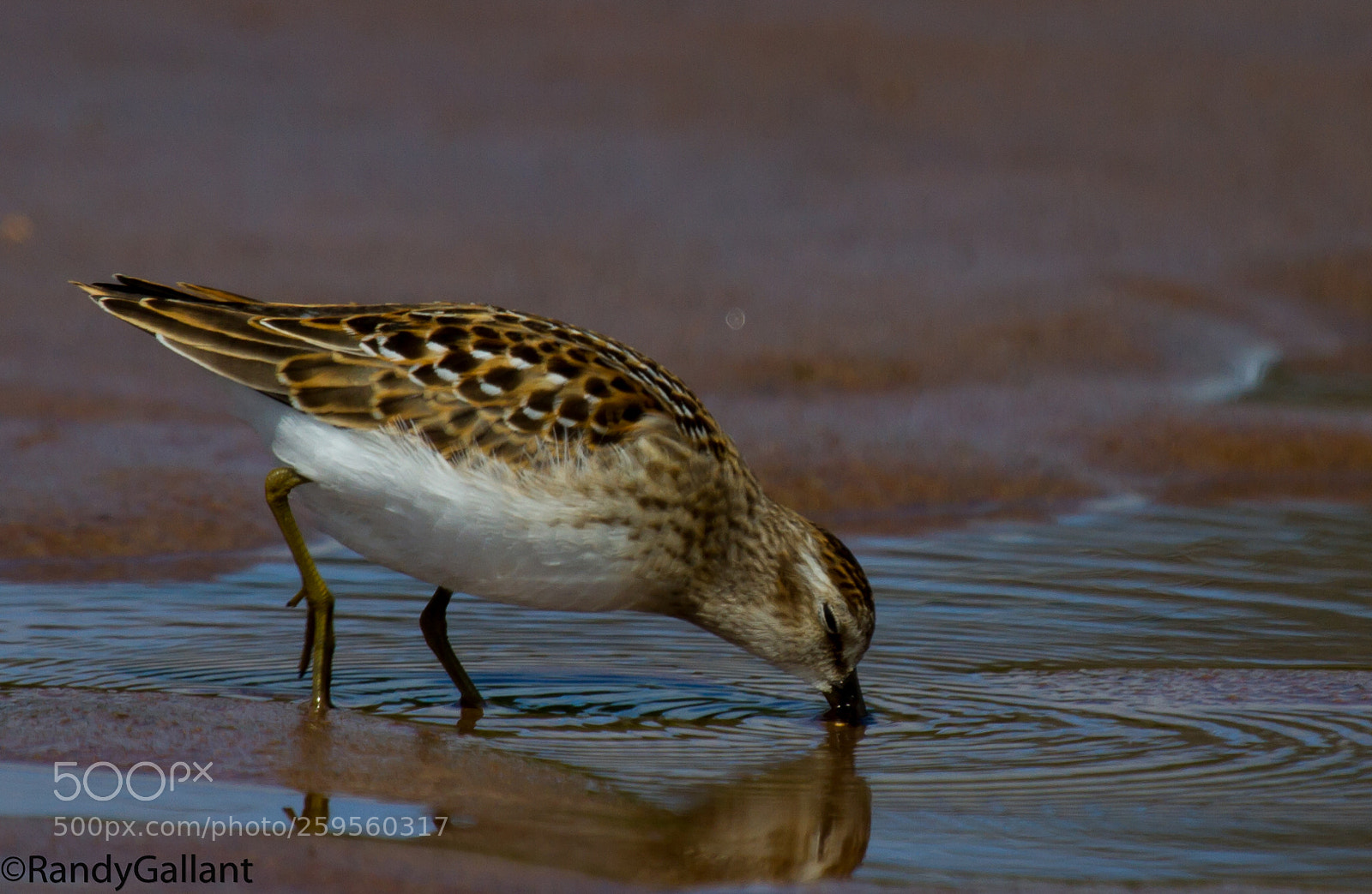 Canon EOS 7D sample photo. Least sandpiper photography