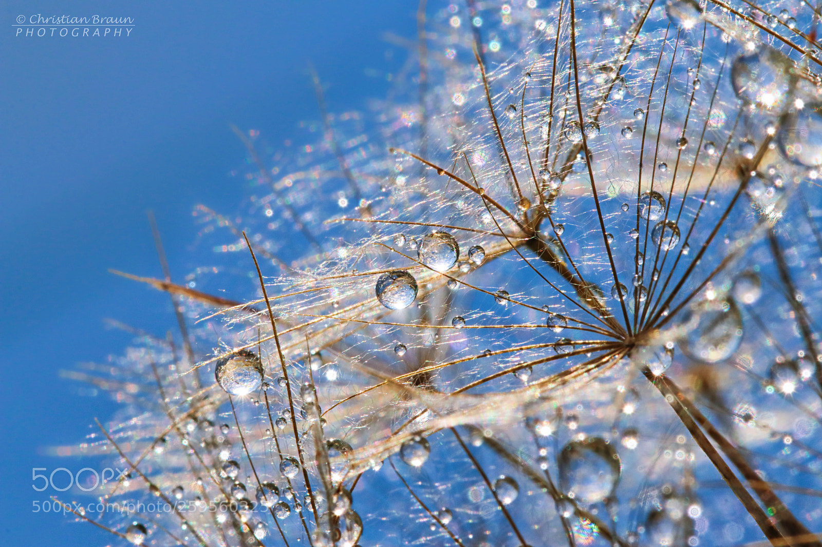 Canon EOS 80D sample photo. Waterdrops on dandelion photography