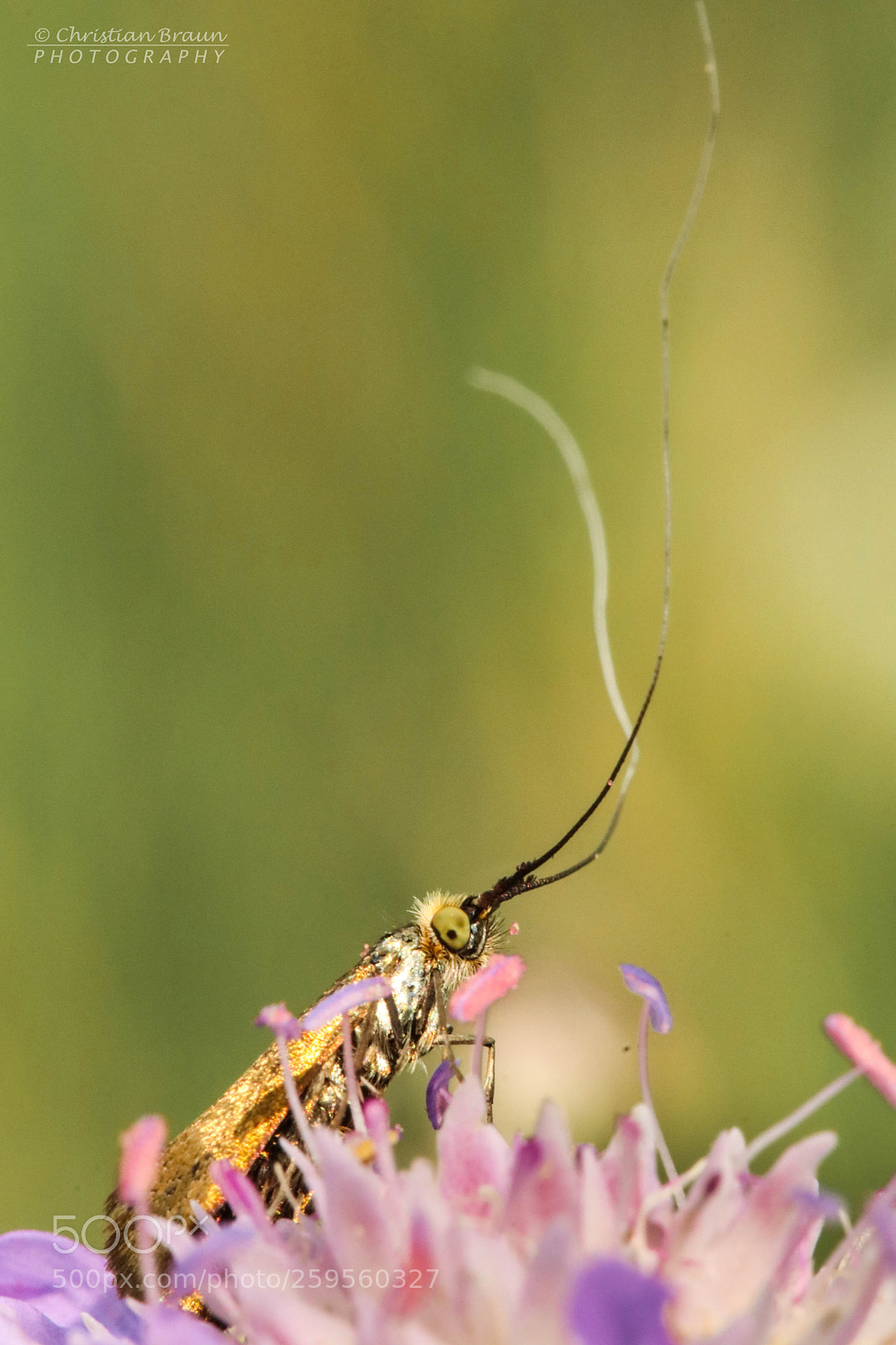Canon EOS 80D sample photo. Bug with long antennae photography