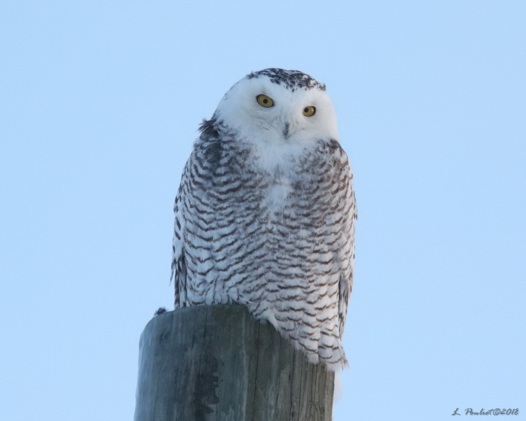 Canon EOS 7D Mark II + Canon EF 300mm F4L IS USM sample photo. Thinking / songeur photography