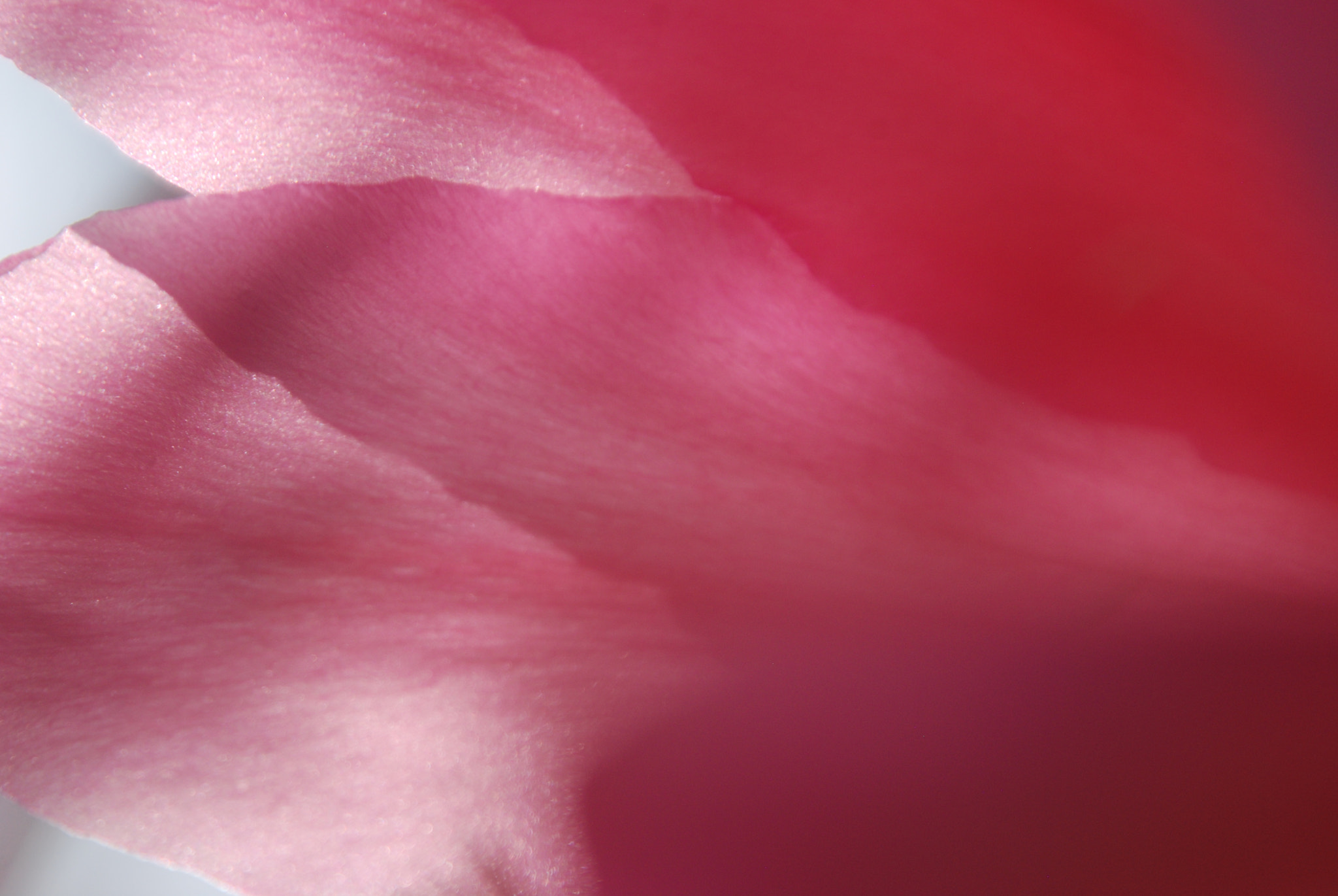 Nikon D80 + Tamron AF 28-300mm F3.5-6.3 XR Di LD Aspherical (IF) Macro sample photo. Pink petals, 2018 photography