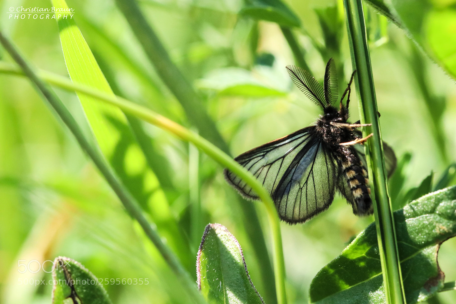Canon EOS 80D sample photo. Butterfly photography