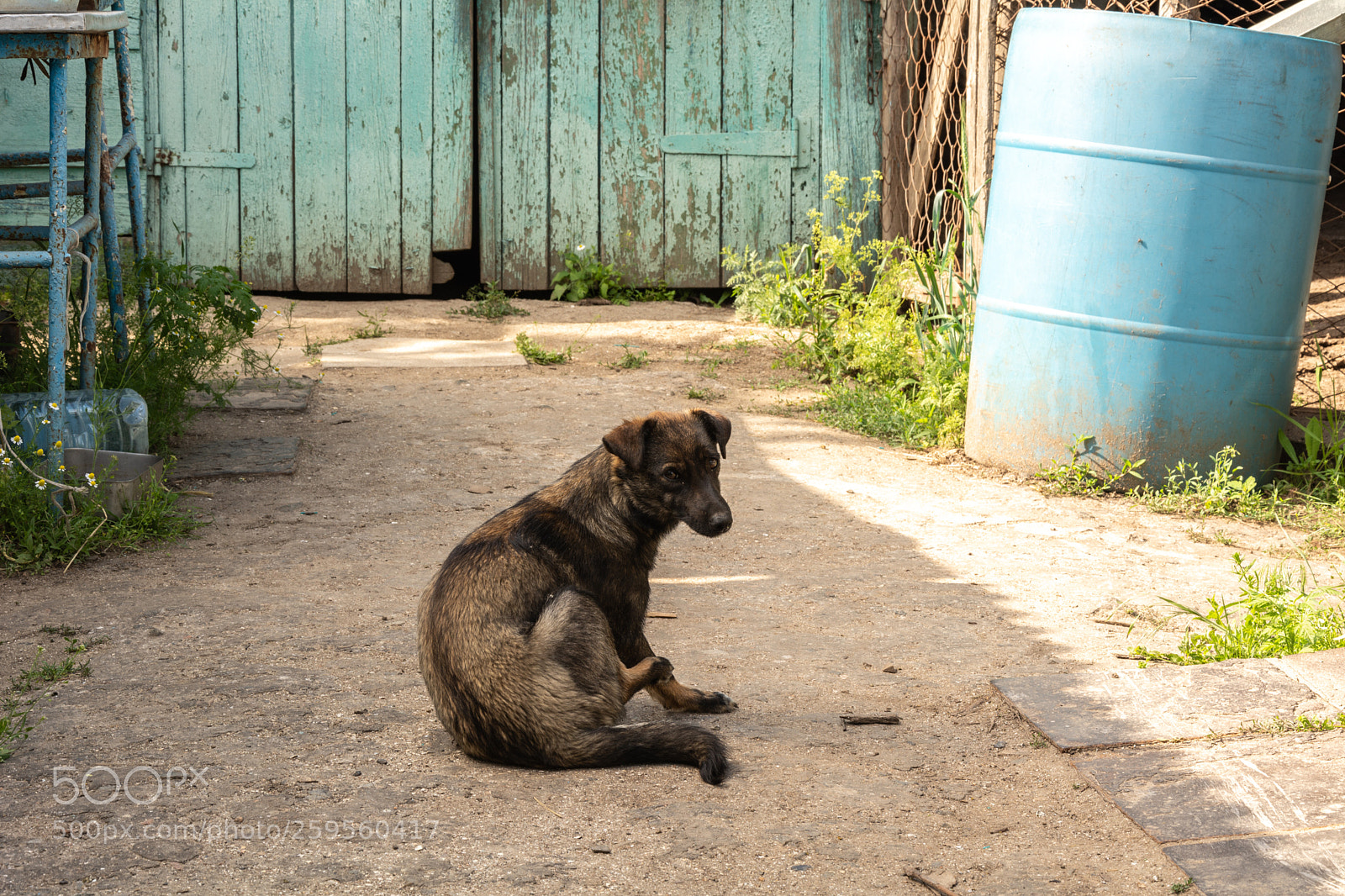 Nikon D7100 sample photo. The monkey photography