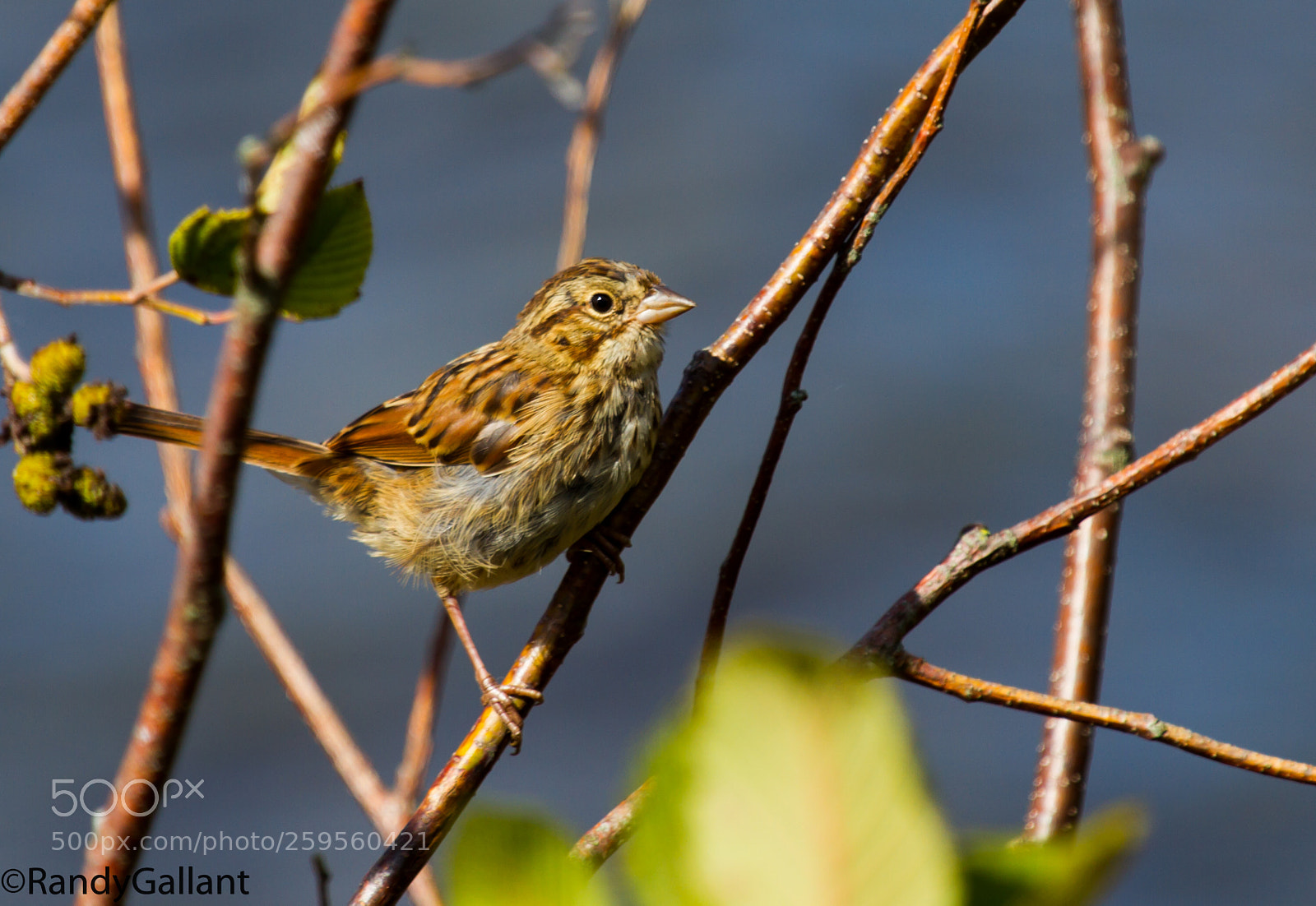 Canon EOS 7D sample photo. Savannah sparrow photography