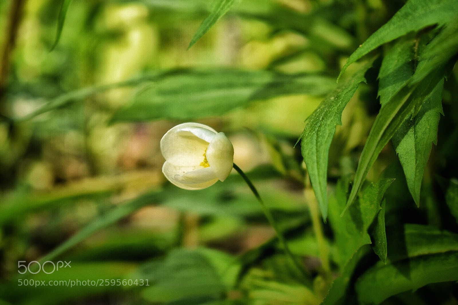 Nikon D5300 sample photo. Untitled photography