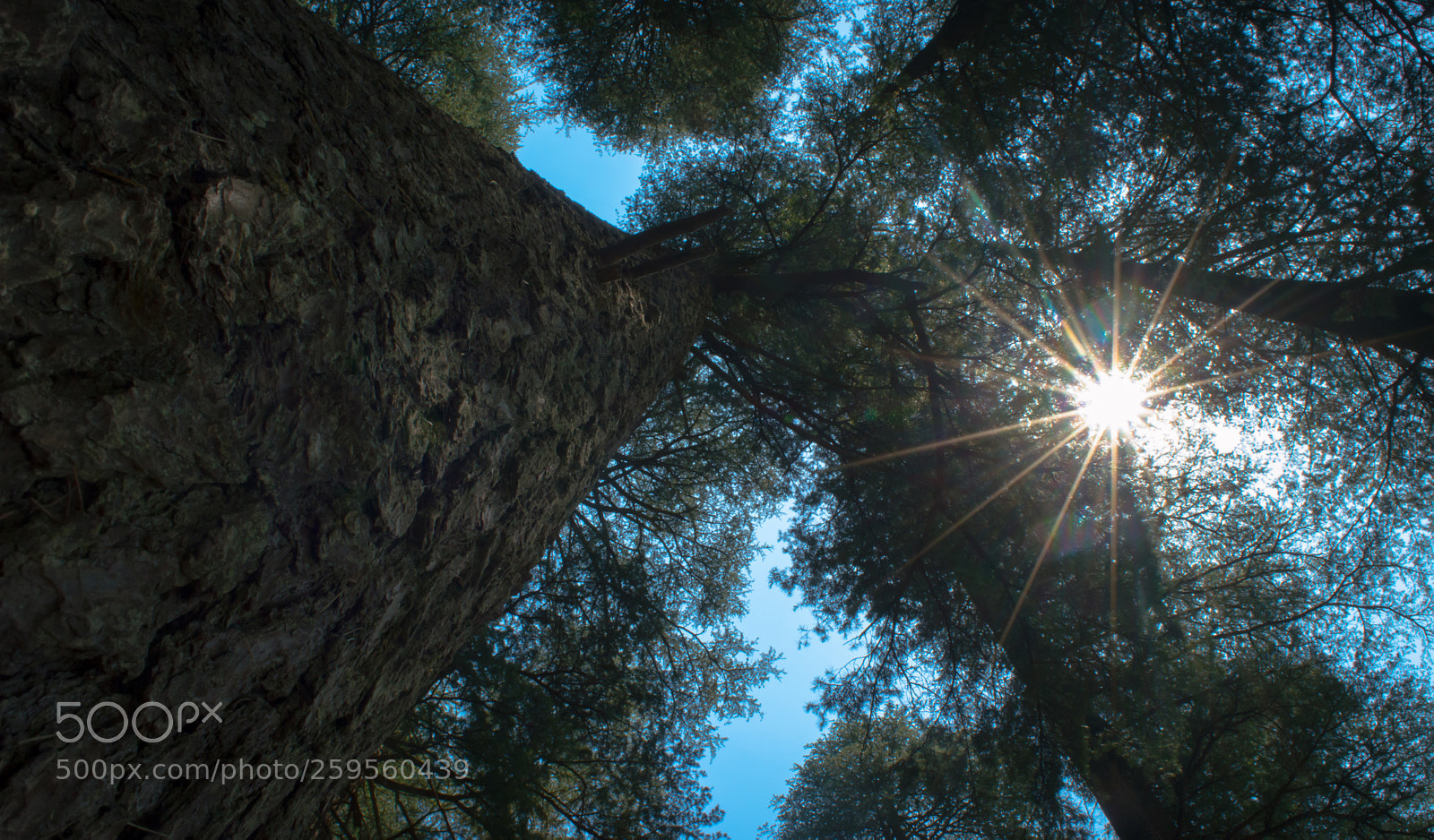 Nikon D3200 sample photo. Woods photography