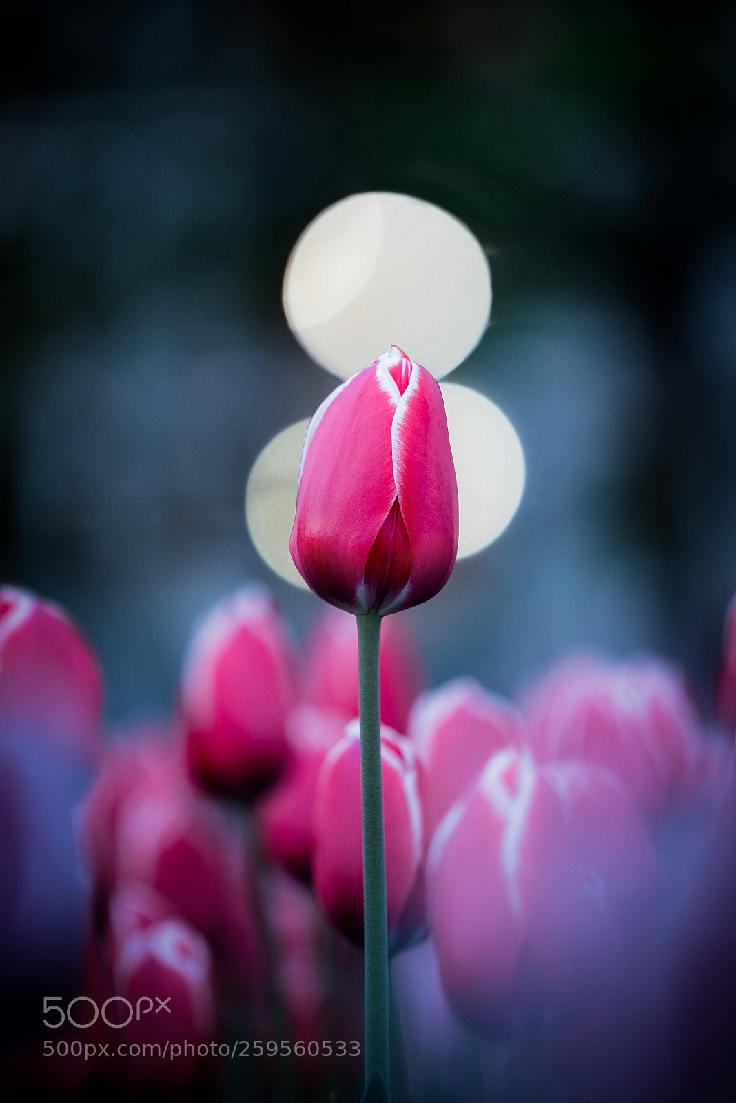 Nikon D750 sample photo. Tulips and city lights ! photography