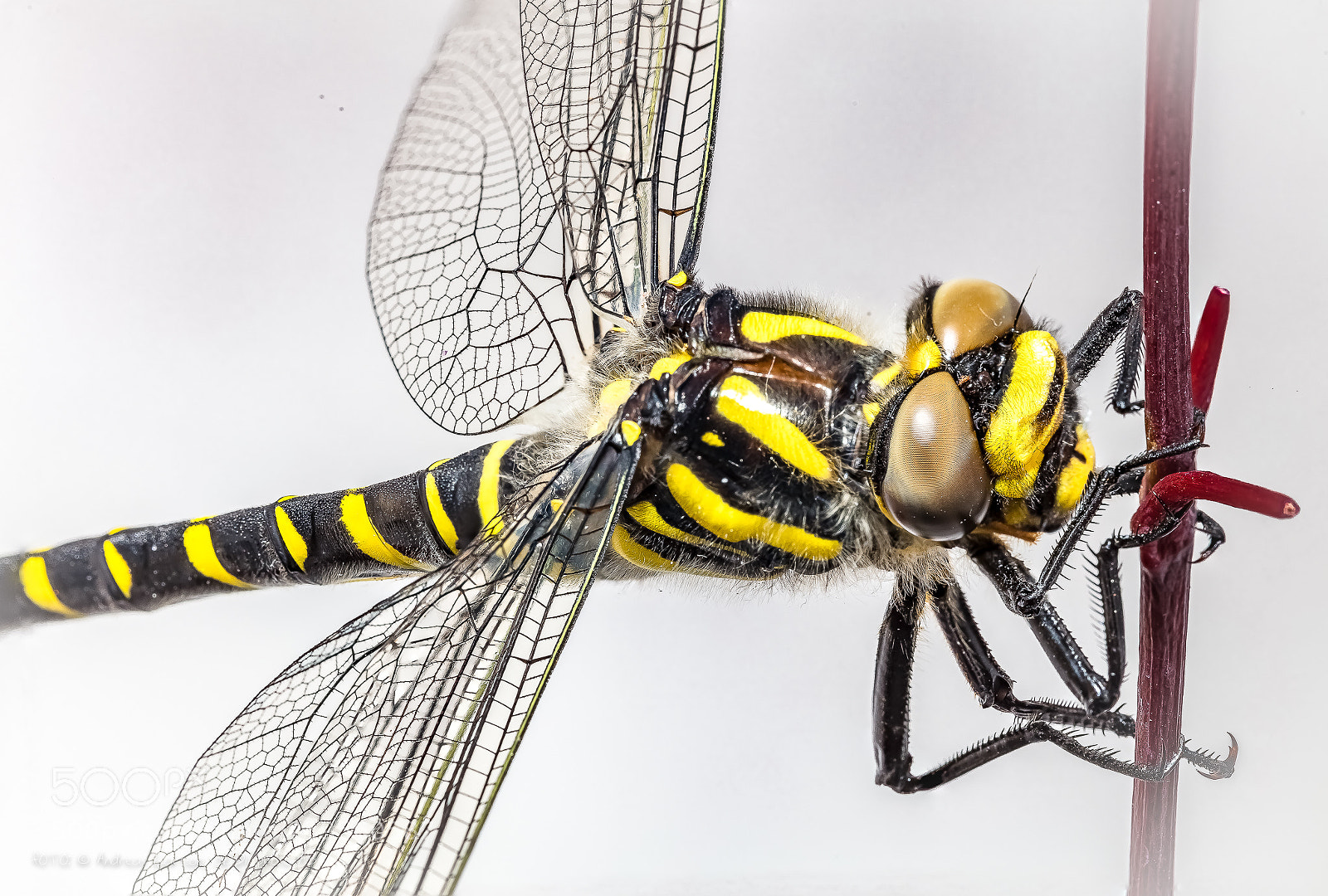 Canon EOS 5DS sample photo. Dragonfly white photography