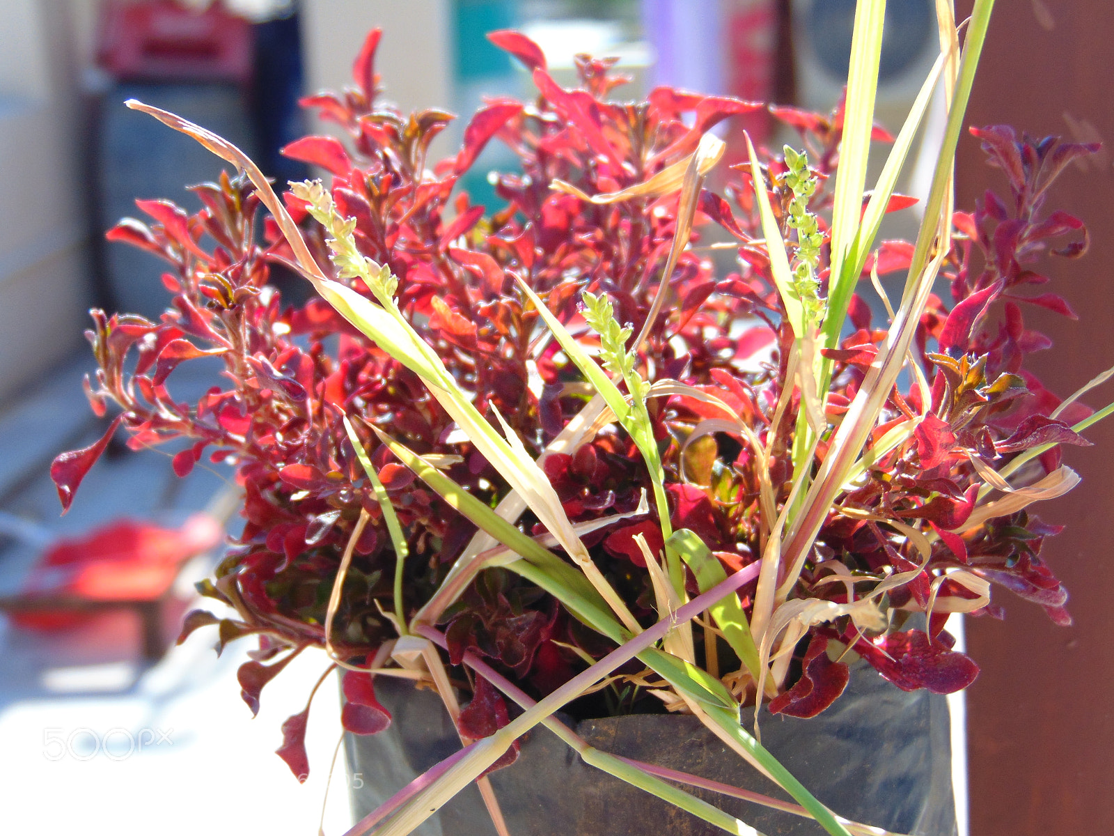 Sony Cyber-shot DSC-H300 sample photo. Lucky charms photography