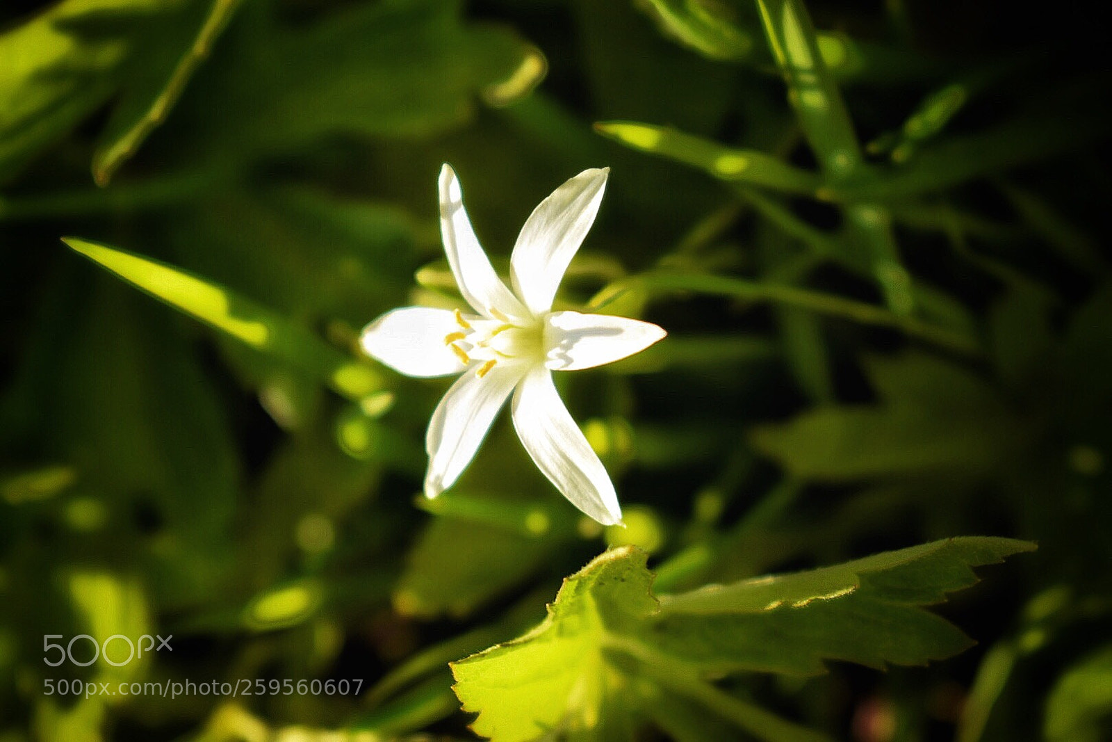 Nikon D5300 sample photo. Untitled photography