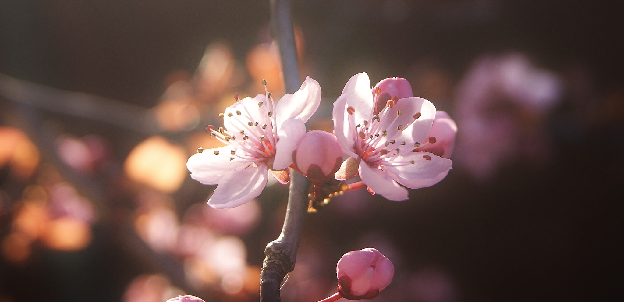 Sony Alpha DSLR-A380 sample photo. My favorite pink plum ... :) photography