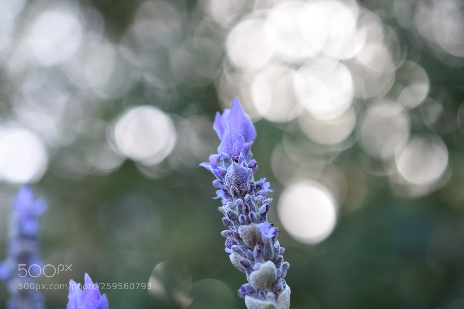 Nikon D3400 sample photo. Star studded lavender photography