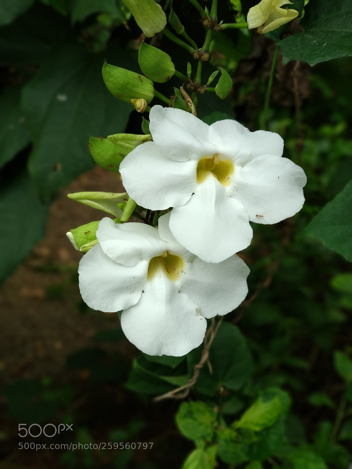 Xiaomi Mi A1 sample photo. Nature's beauty photography