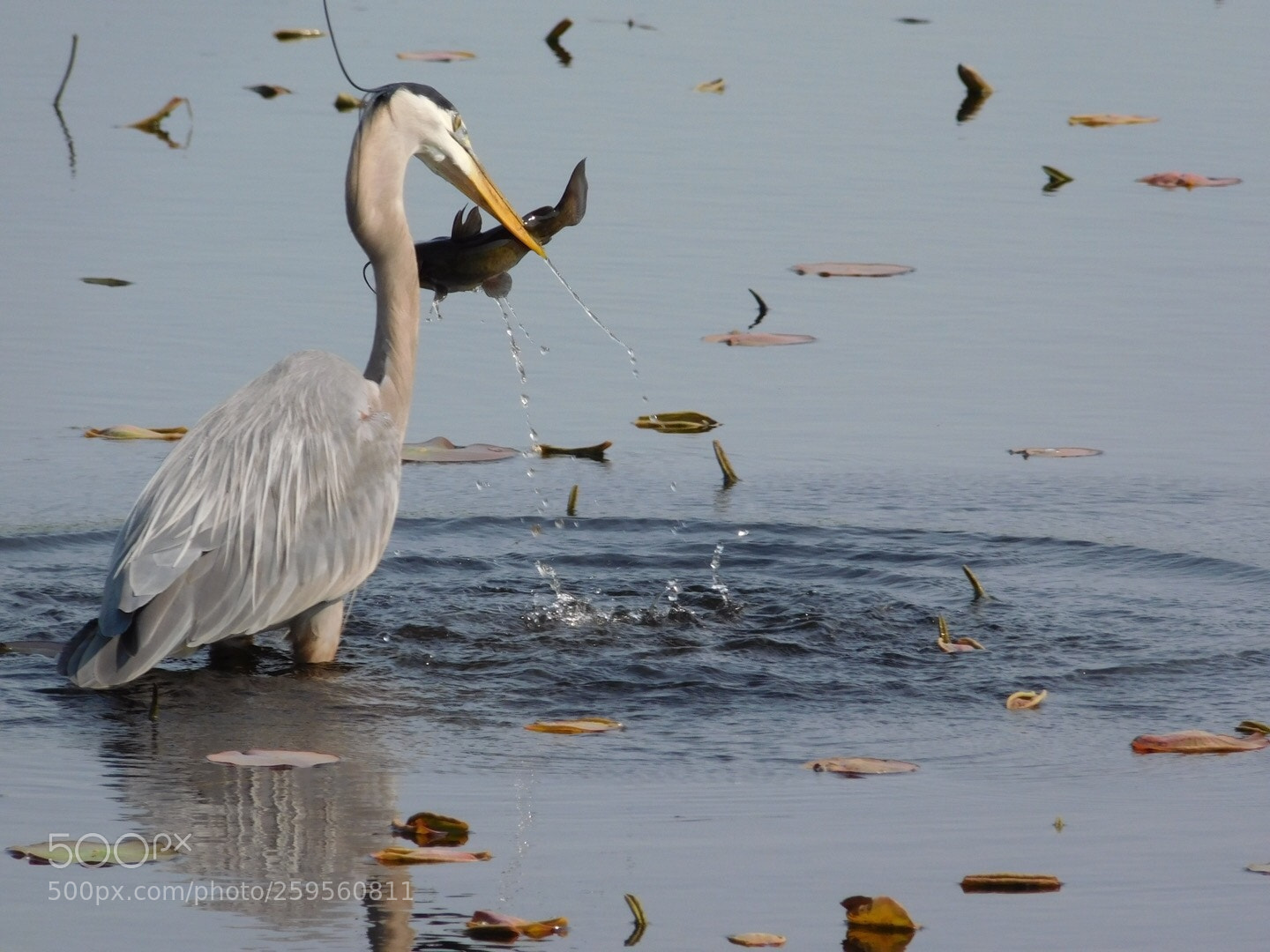 Nikon Coolpix L840 sample photo. Great blue heron  photography