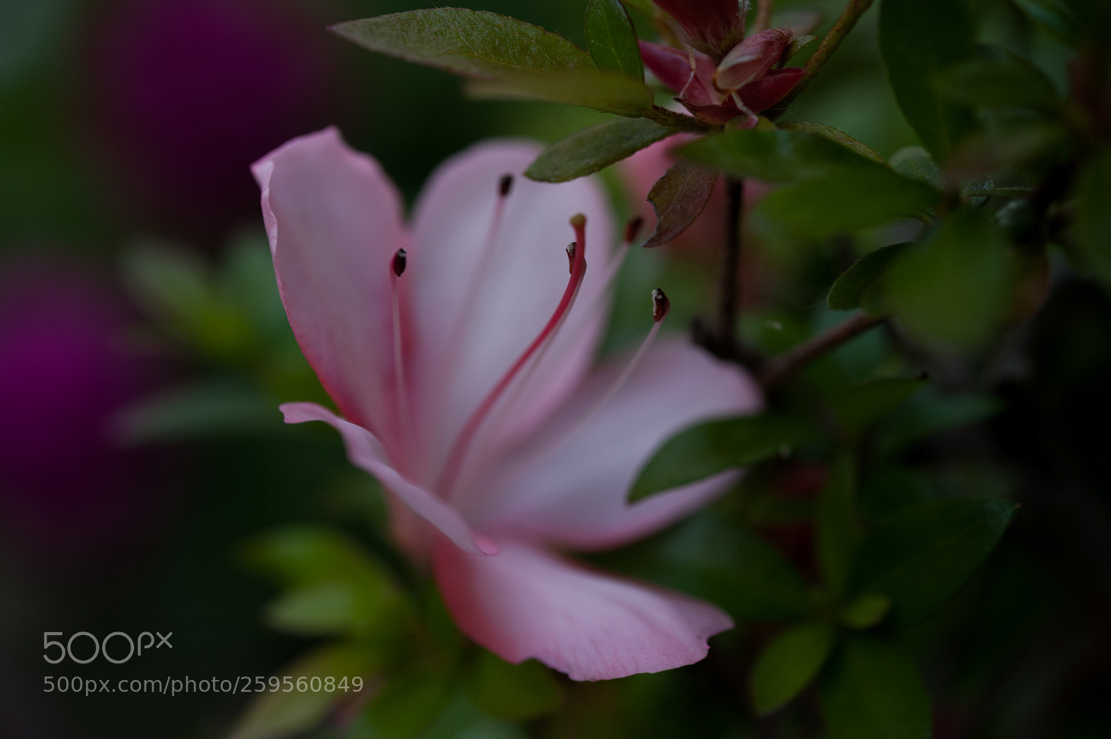 Nikon D700 sample photo. Azalea #05 photography