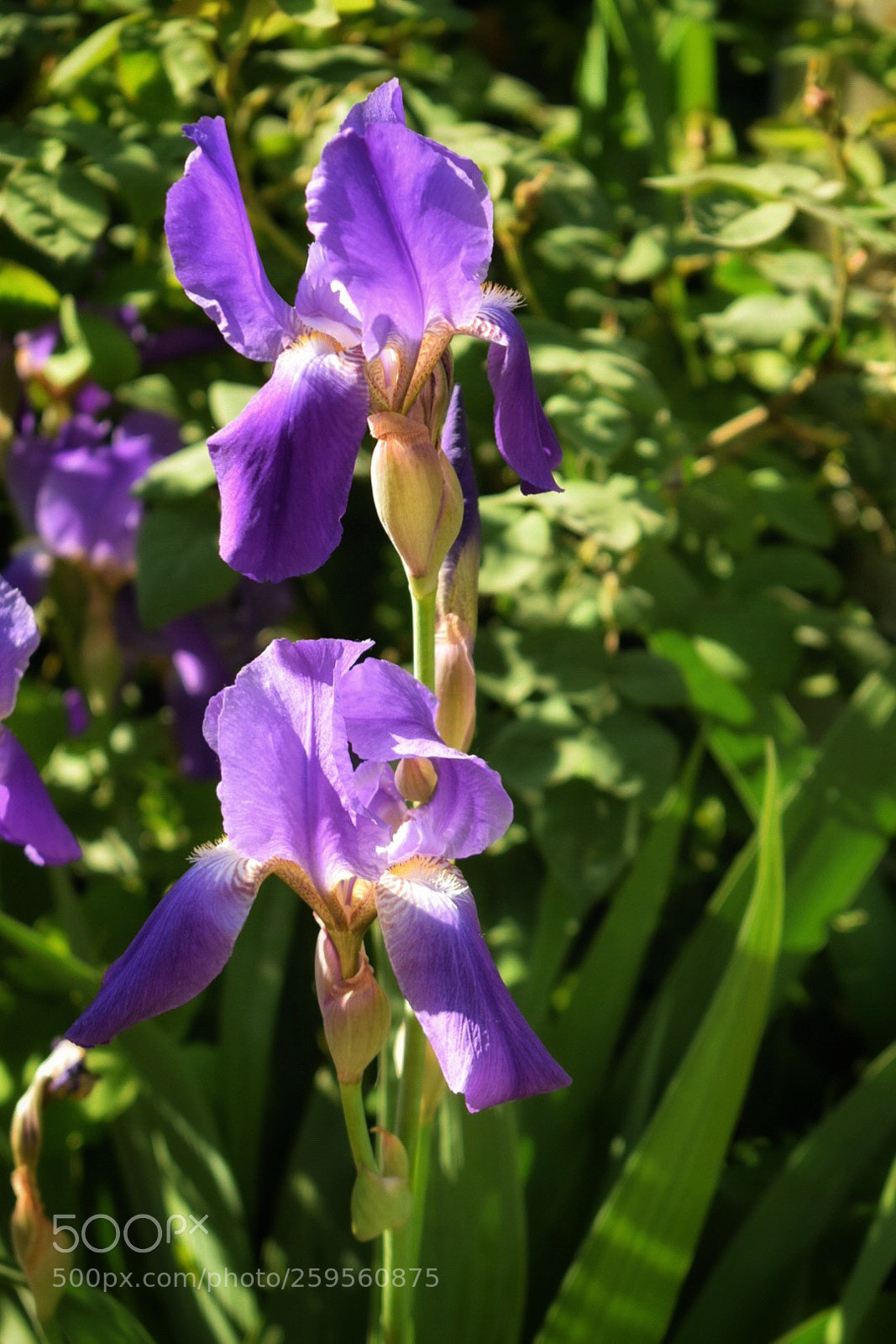 Nikon D5300 sample photo. Untitled photography