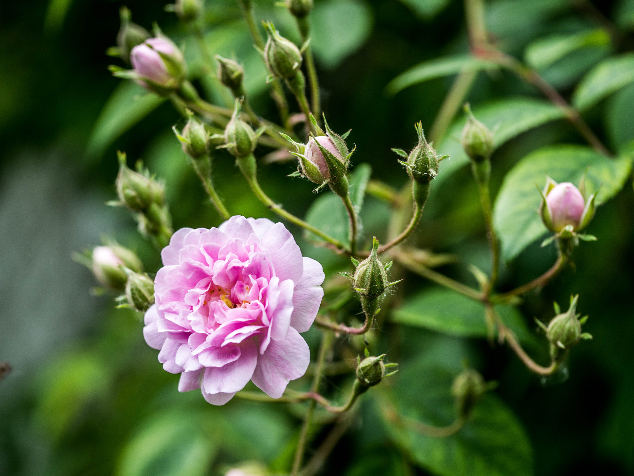 Panasonic DMC-G81 sample photo. P photography