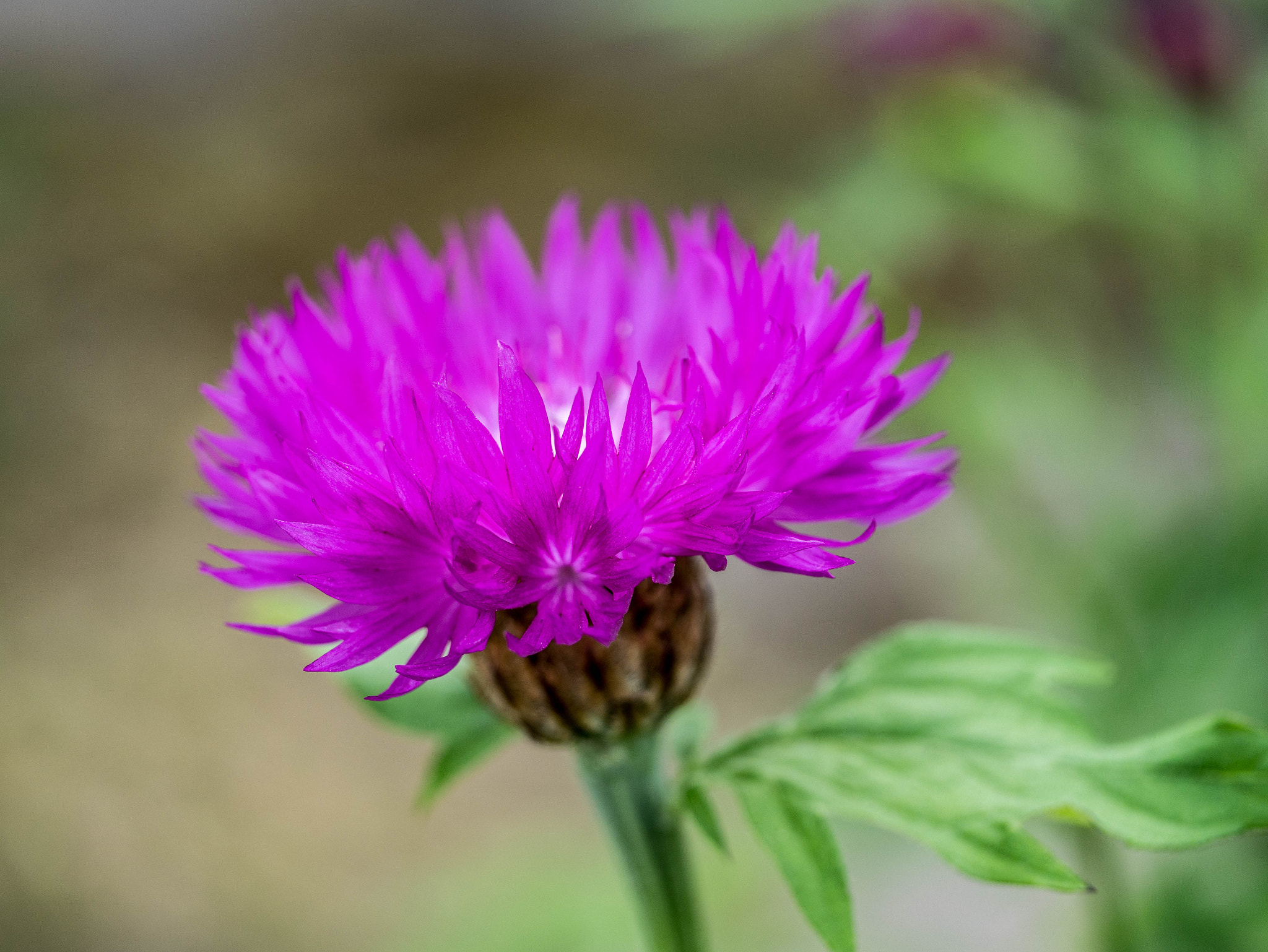 Panasonic DMC-G81 sample photo. P photography