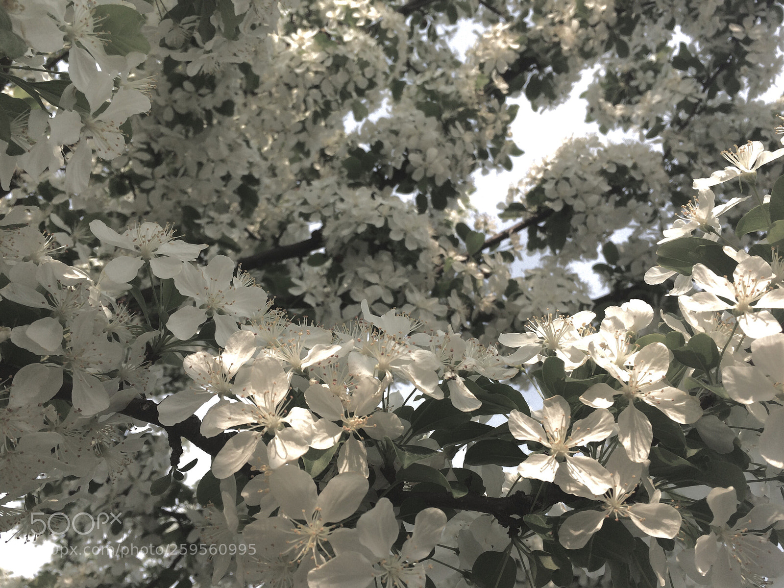Apple iPhone 5s sample photo. Apple blossom  photography