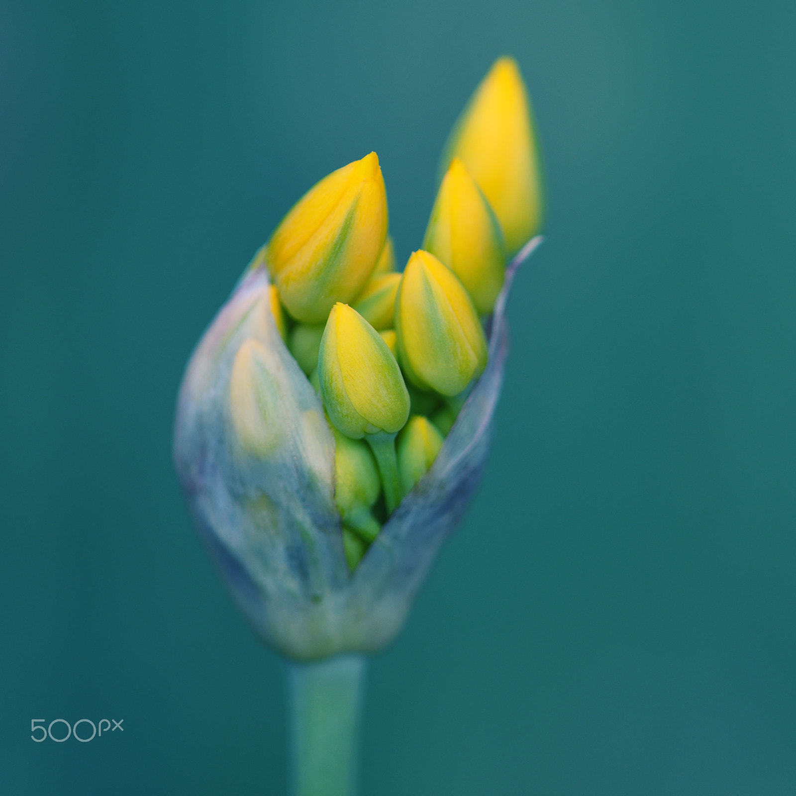 Nikon D500 + Nikon AF Micro-Nikkor 200mm F4D ED-IF sample photo. Yellow garlic² photography