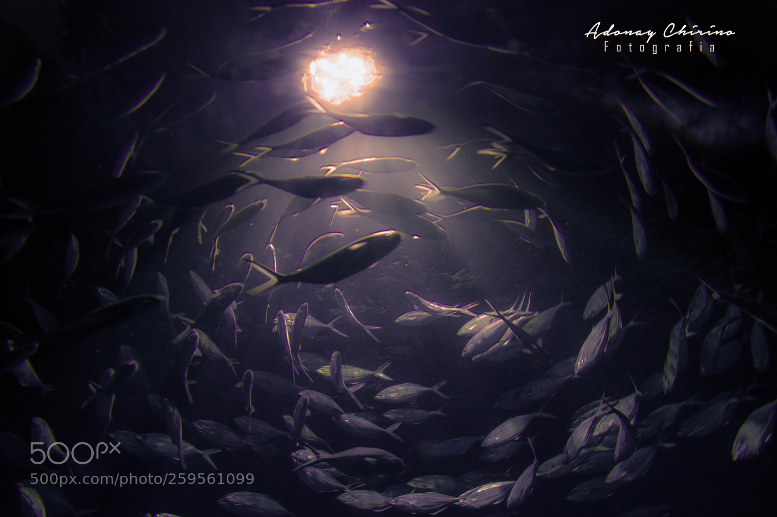 Nikon D3400 sample photo. Around fish photography