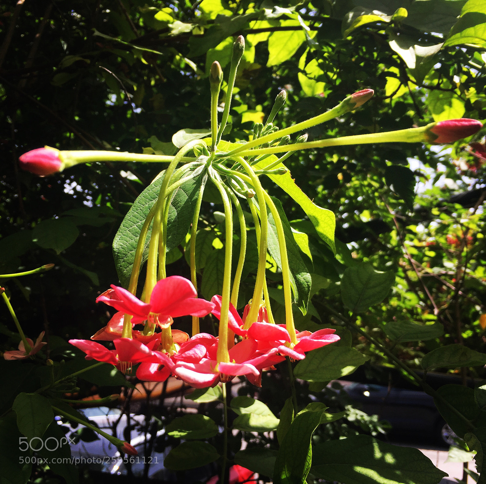 Apple iPhone 6s sample photo. Blossom  photography