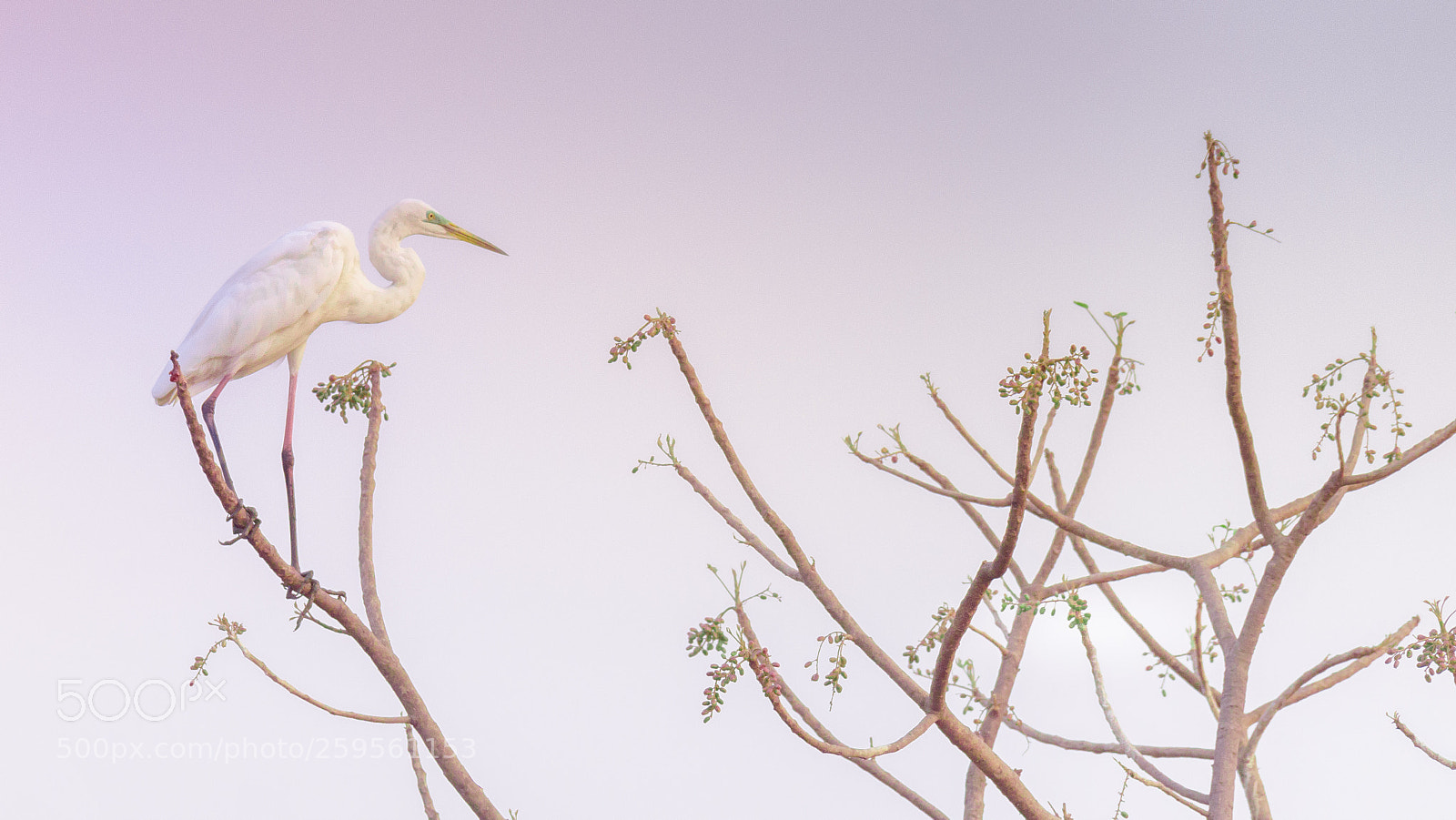 Nikon D5100 sample photo. Little egret photography