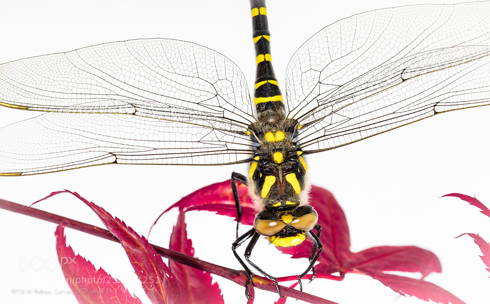 Canon EOS 5DS sample photo. Dragonfly on red leafs photography