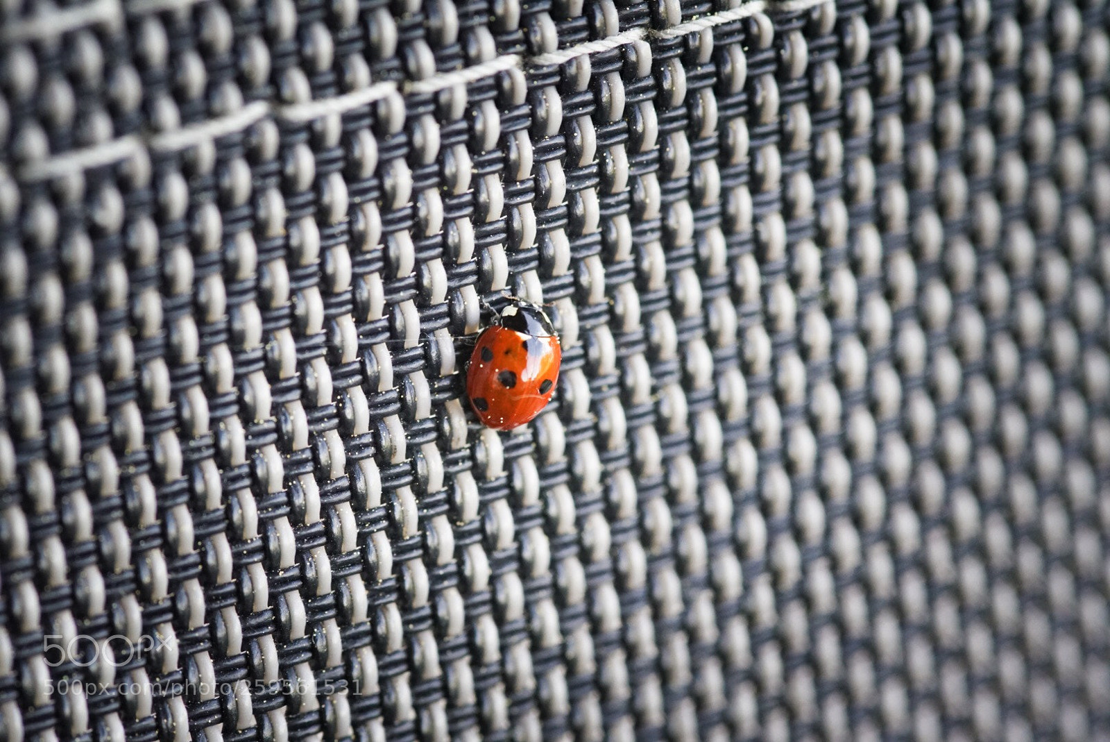 Sony a7 II sample photo. Ladybugs photography