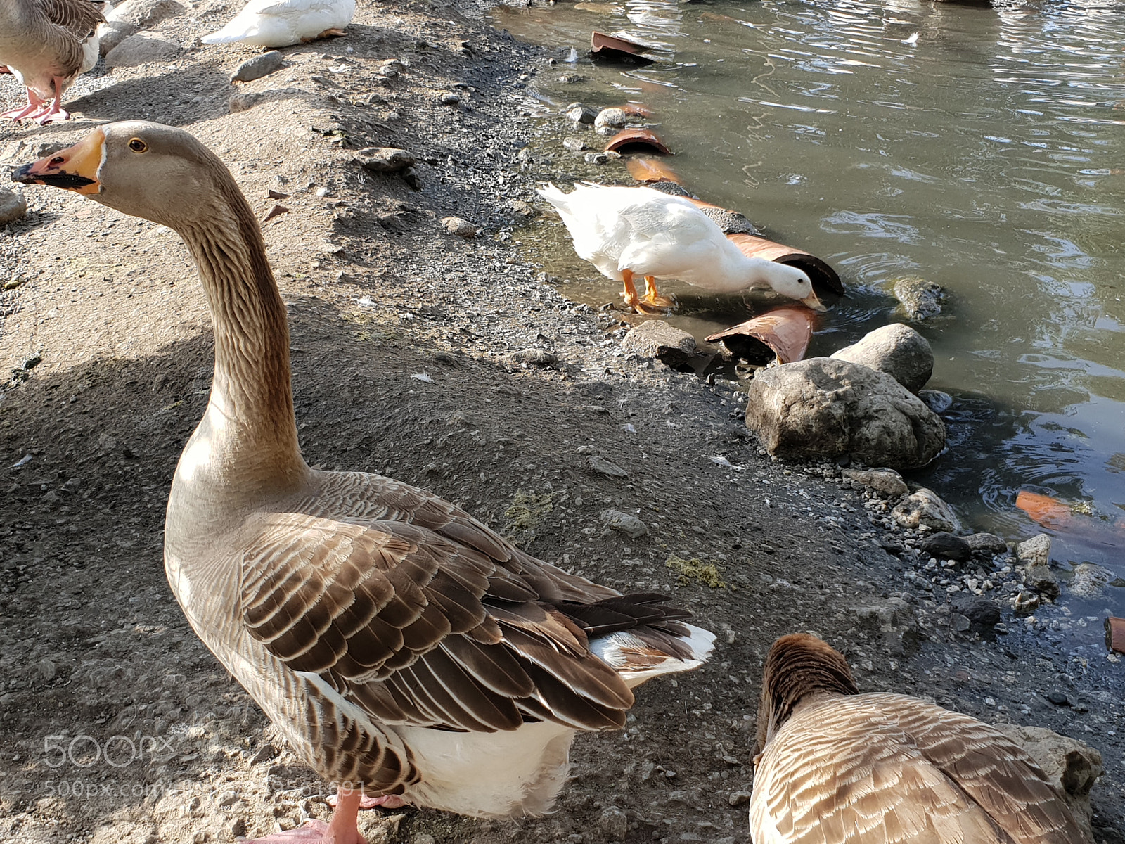 Samsung Galaxy S9+ sample photo. Untitled photography