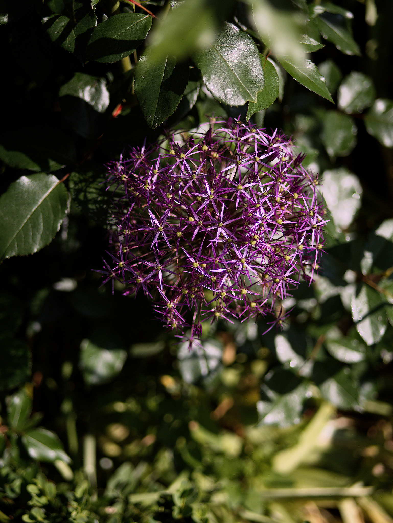 Panasonic Lumix DC-GX9 sample photo. *** photography