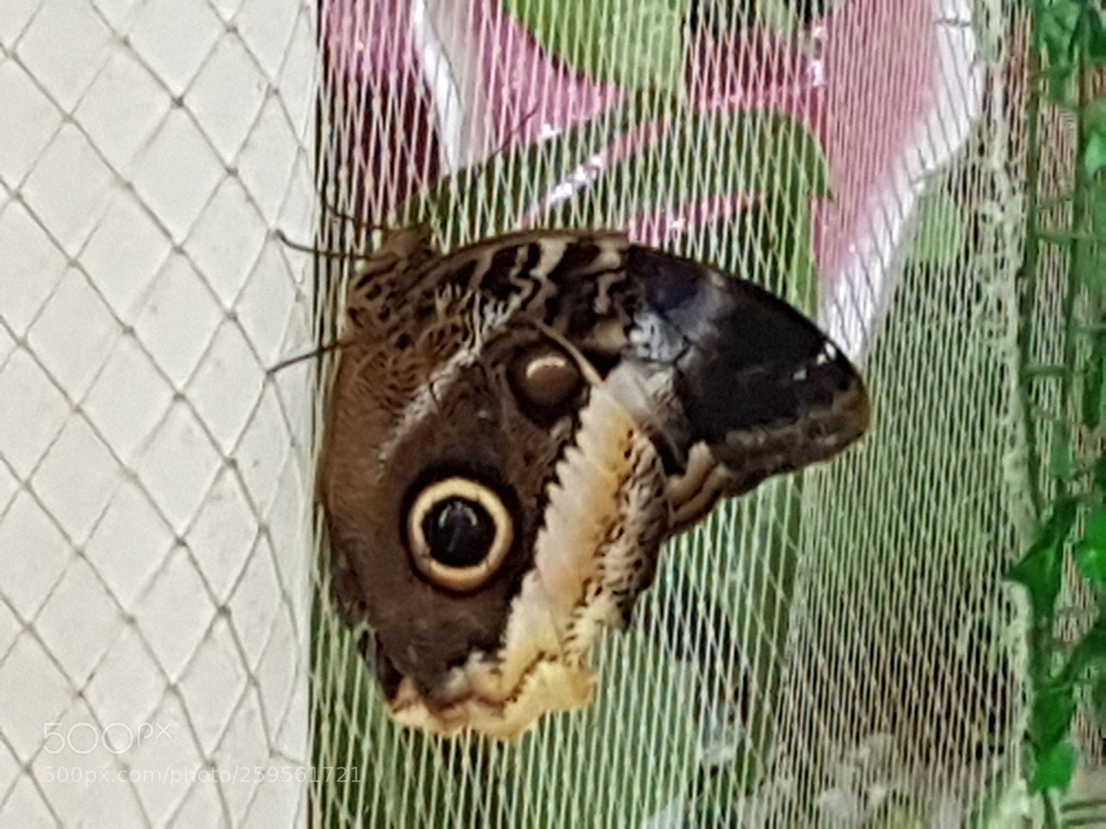 Samsung Galaxy S7 Edge sample photo. Untitled photography