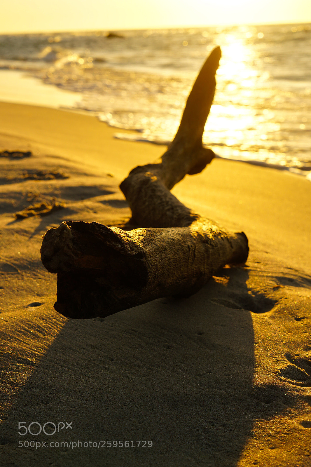 Sony a7 II sample photo. Gold photography