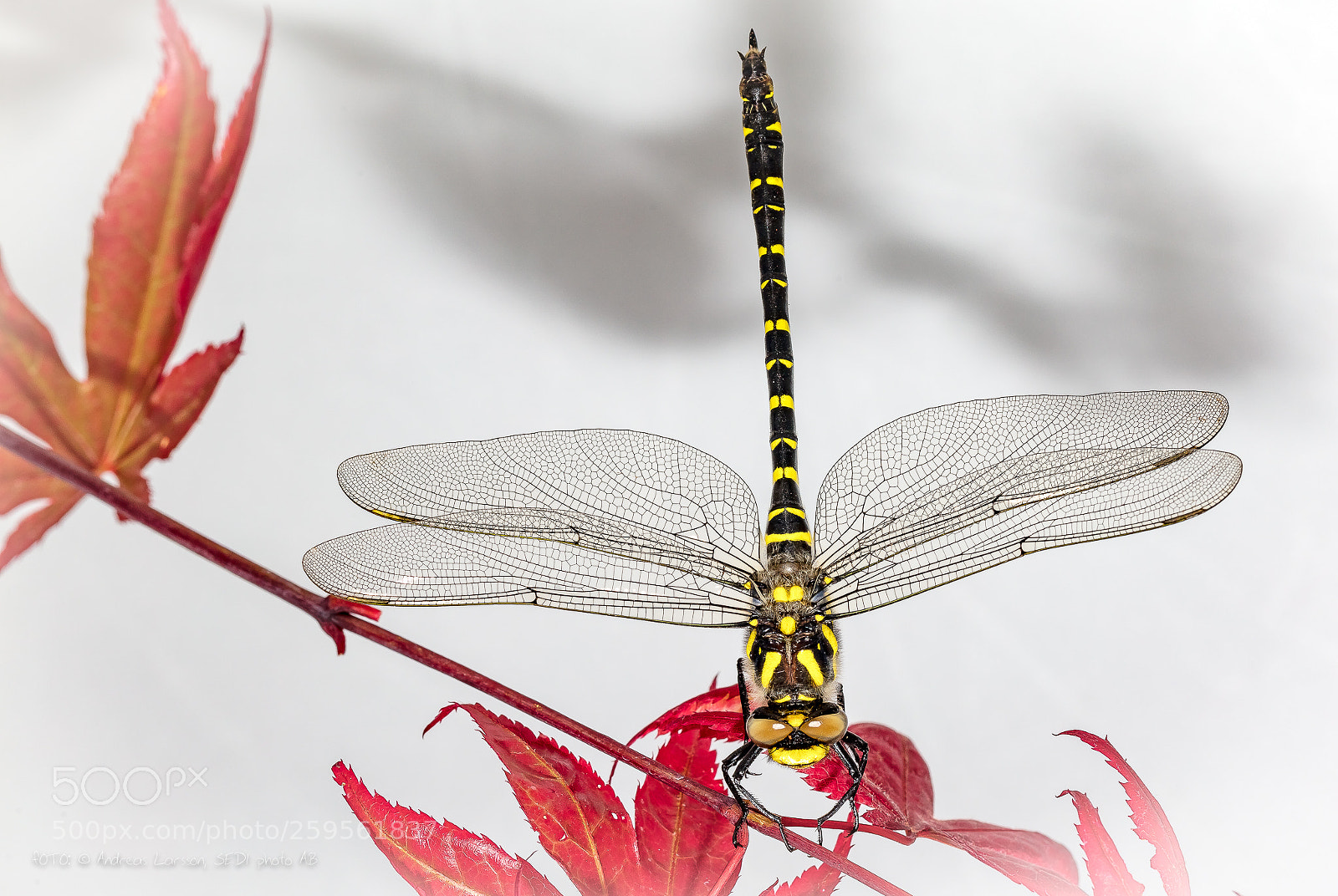 Canon EOS 5DS sample photo. Dragonfly ii photography