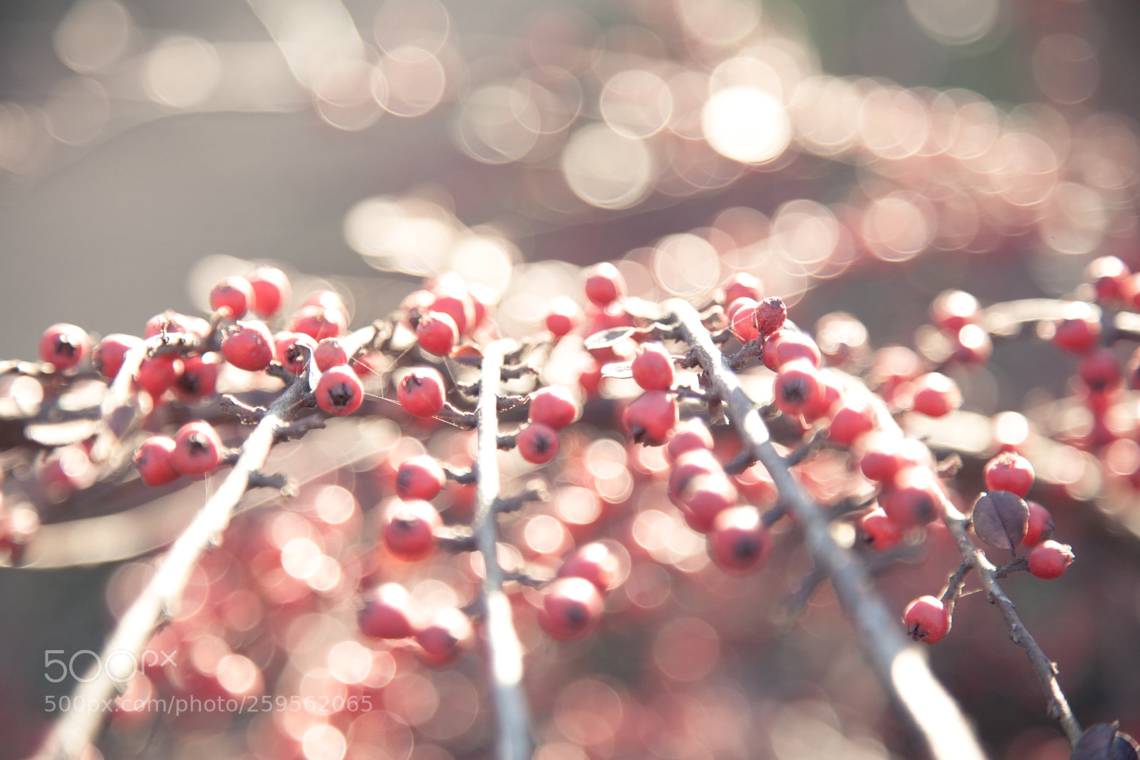 Canon EOS 5D Mark II sample photo. Red photography