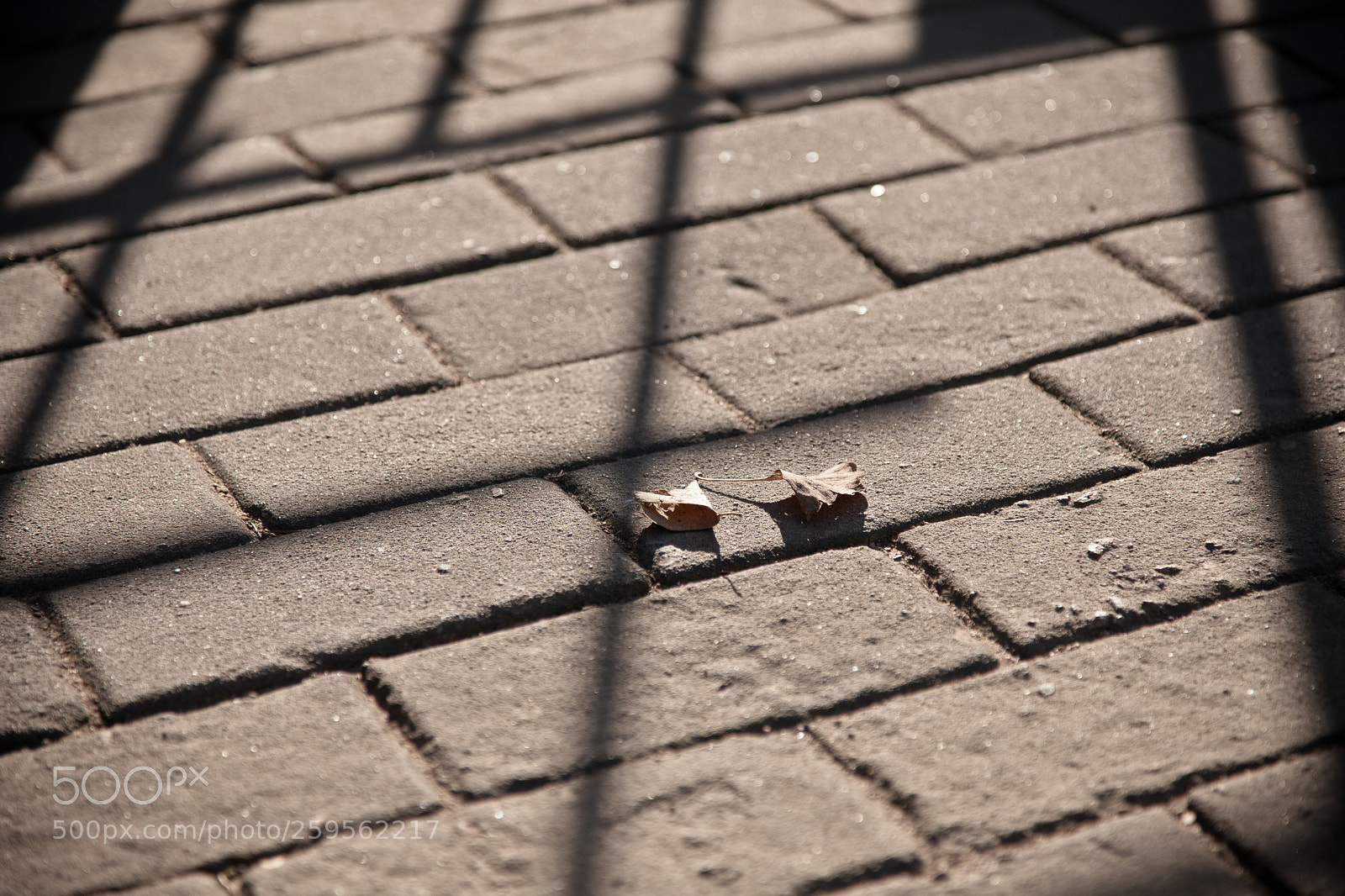 Canon EOS 5D Mark II sample photo. Img photography