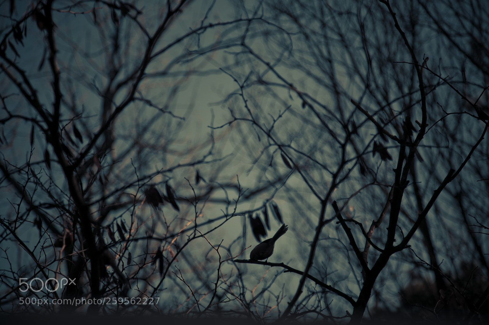 Canon EOS 5D Mark II sample photo. Img photography