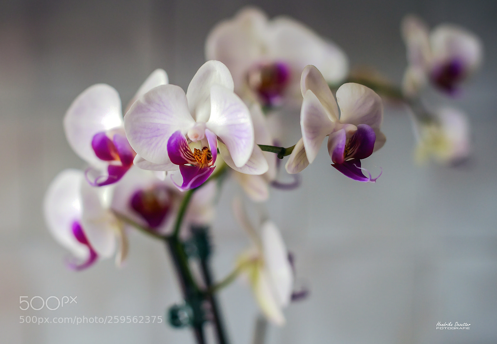 Nikon D3 sample photo. Flower photography