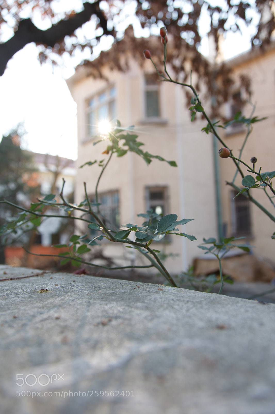 Canon EOS 5D Mark II sample photo. Pearl photography