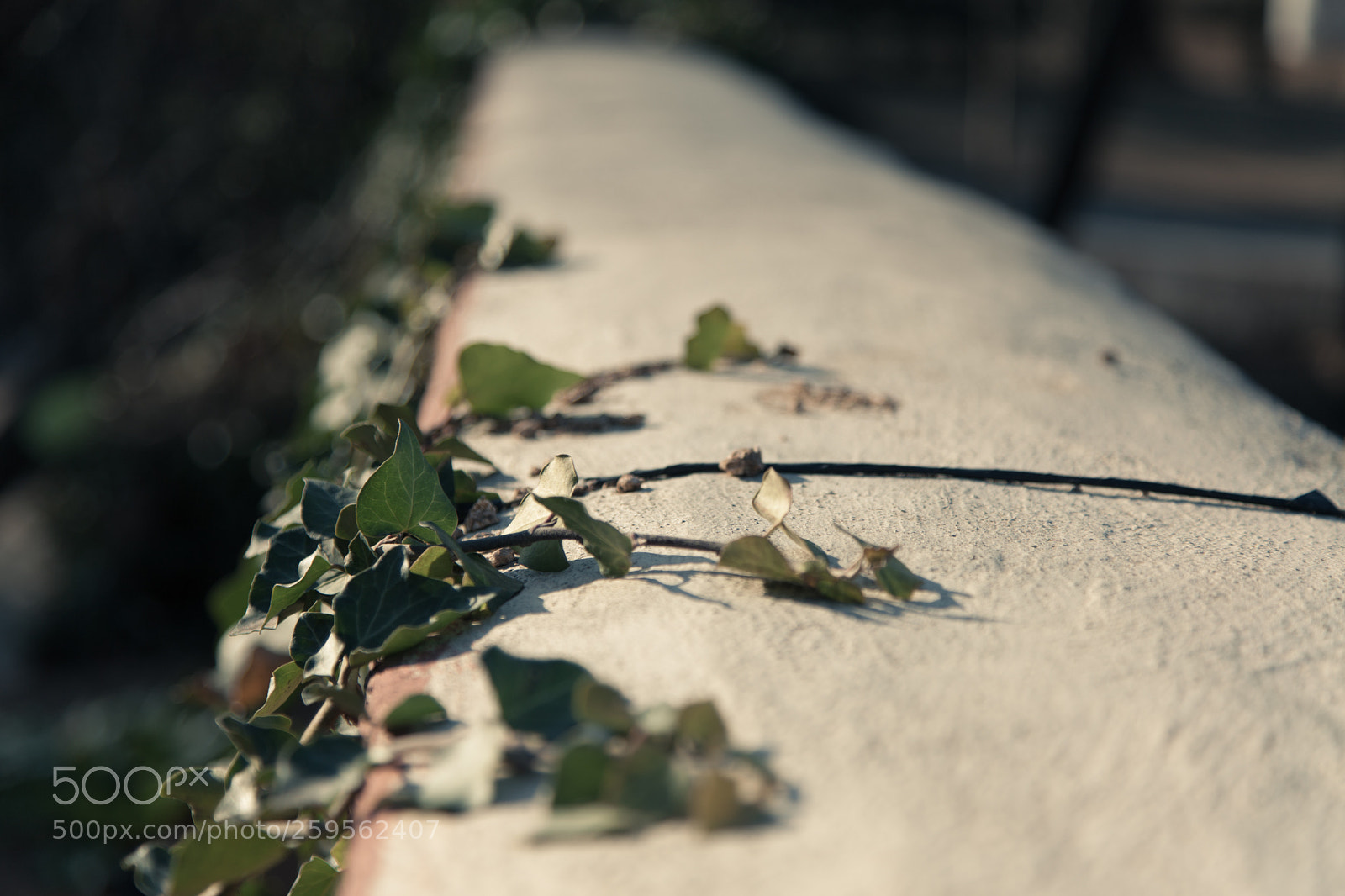 Canon EOS 5D Mark II sample photo. Img photography
