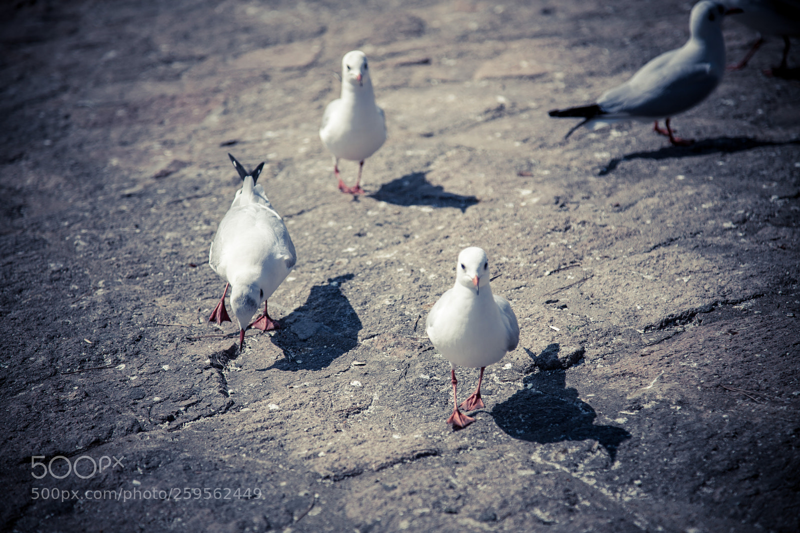 Canon EOS 5D Mark II sample photo. Seagulls on marching photography