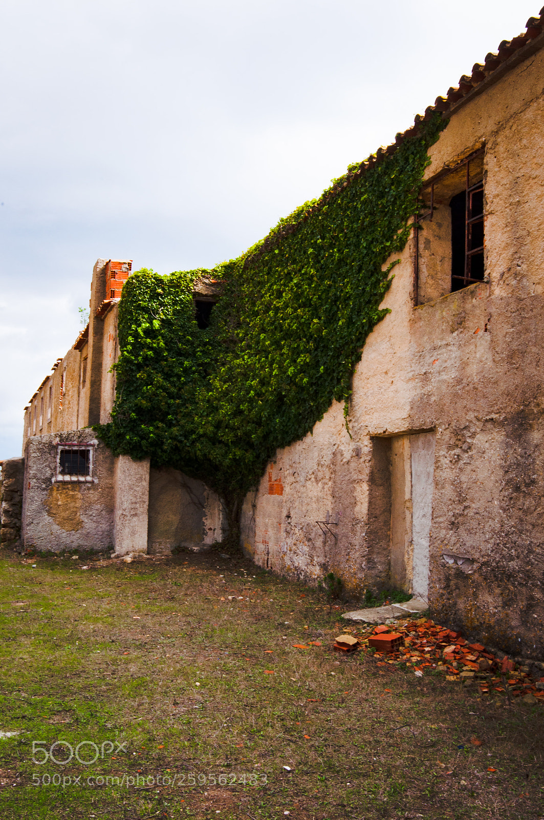 Nikon D90 sample photo. Nature over ruins photography