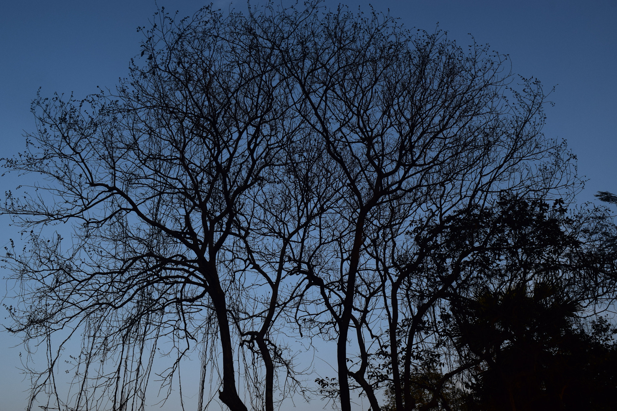 Nikon D5300 sample photo. Love from tree photography