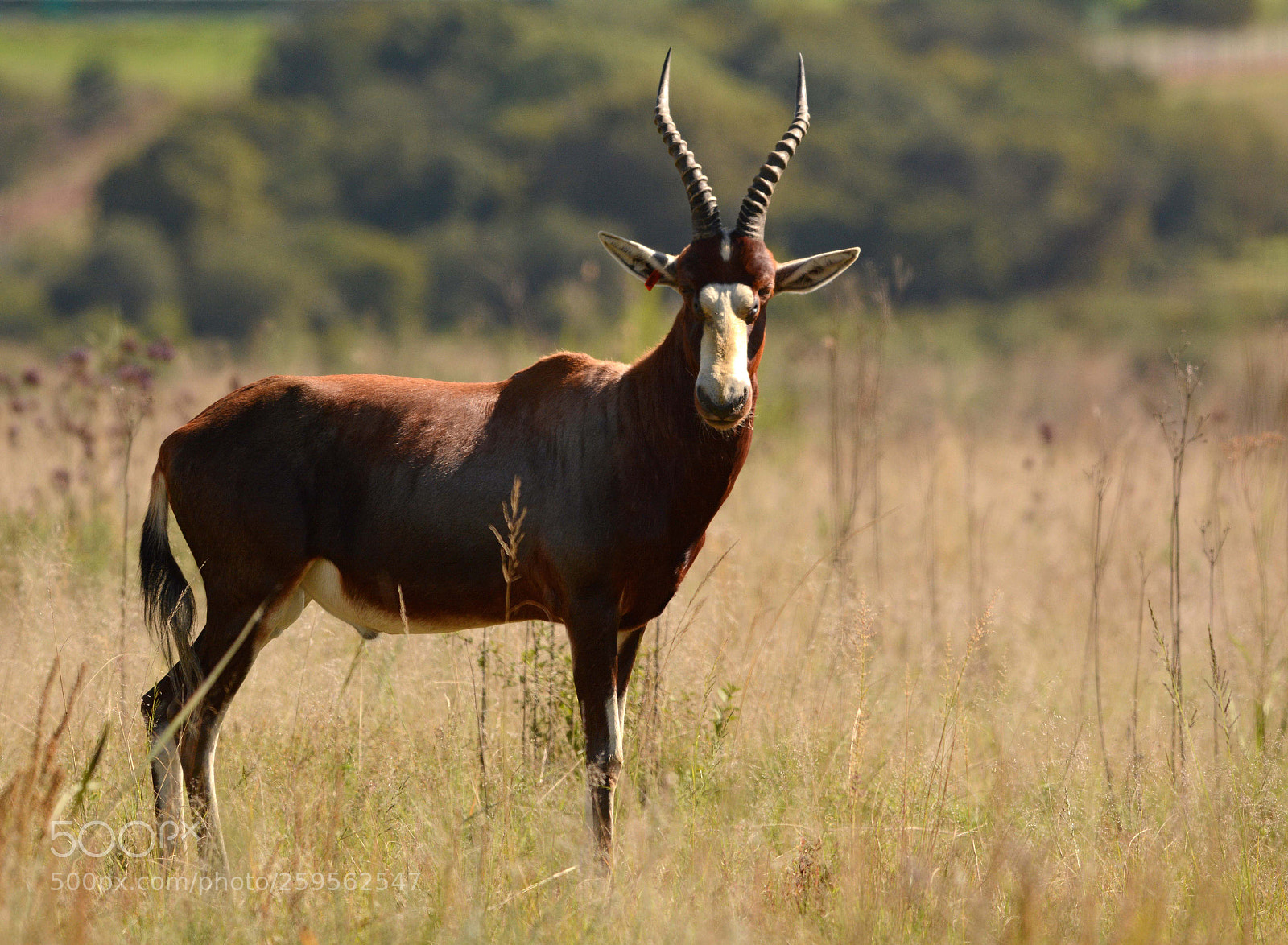 Nikon D7100 sample photo. Blesbok. photography
