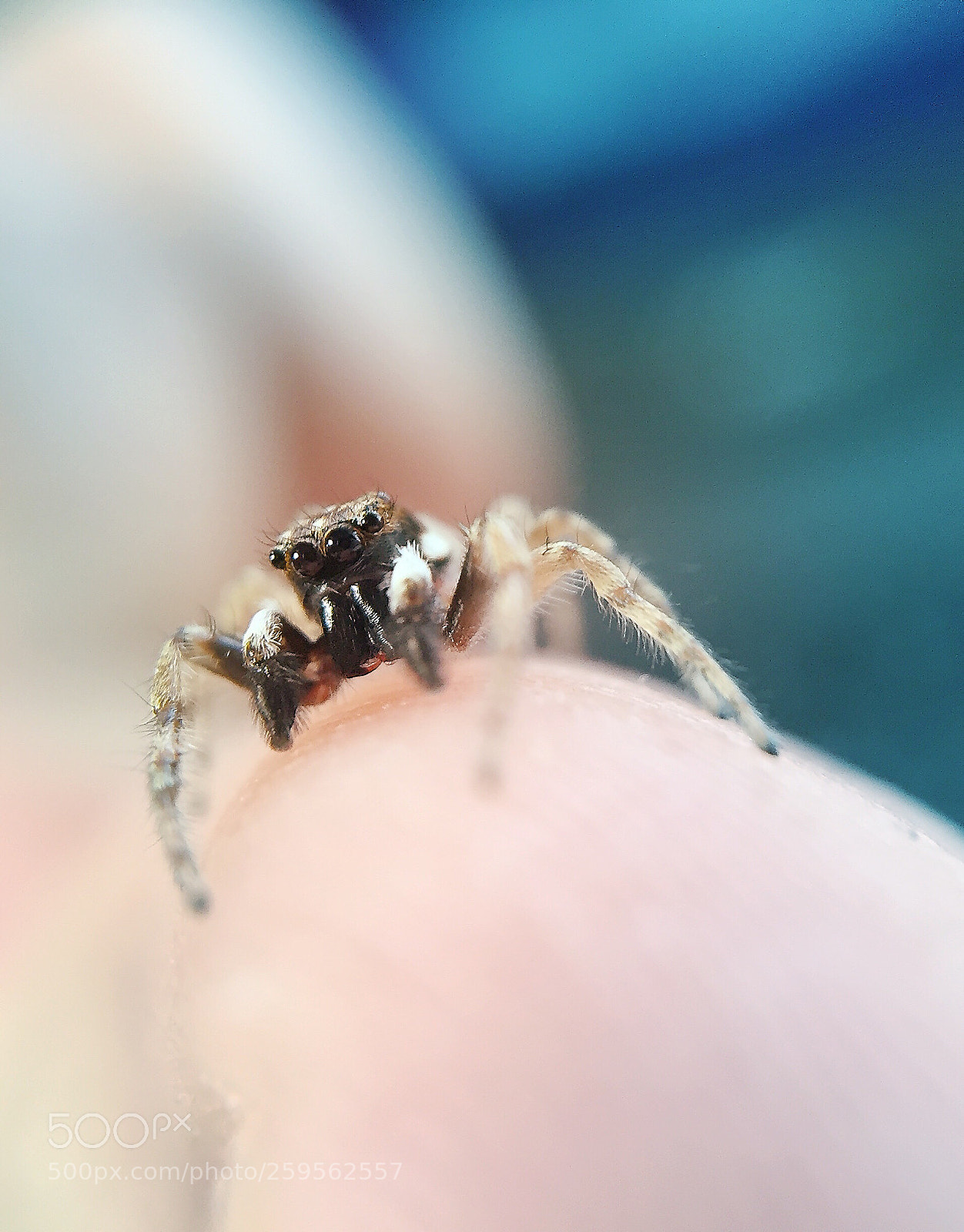 Apple iPhone 6 sample photo. Jumping spider photography