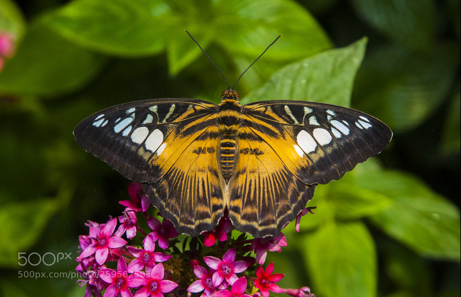 Nikon D200 sample photo. Brownie photography