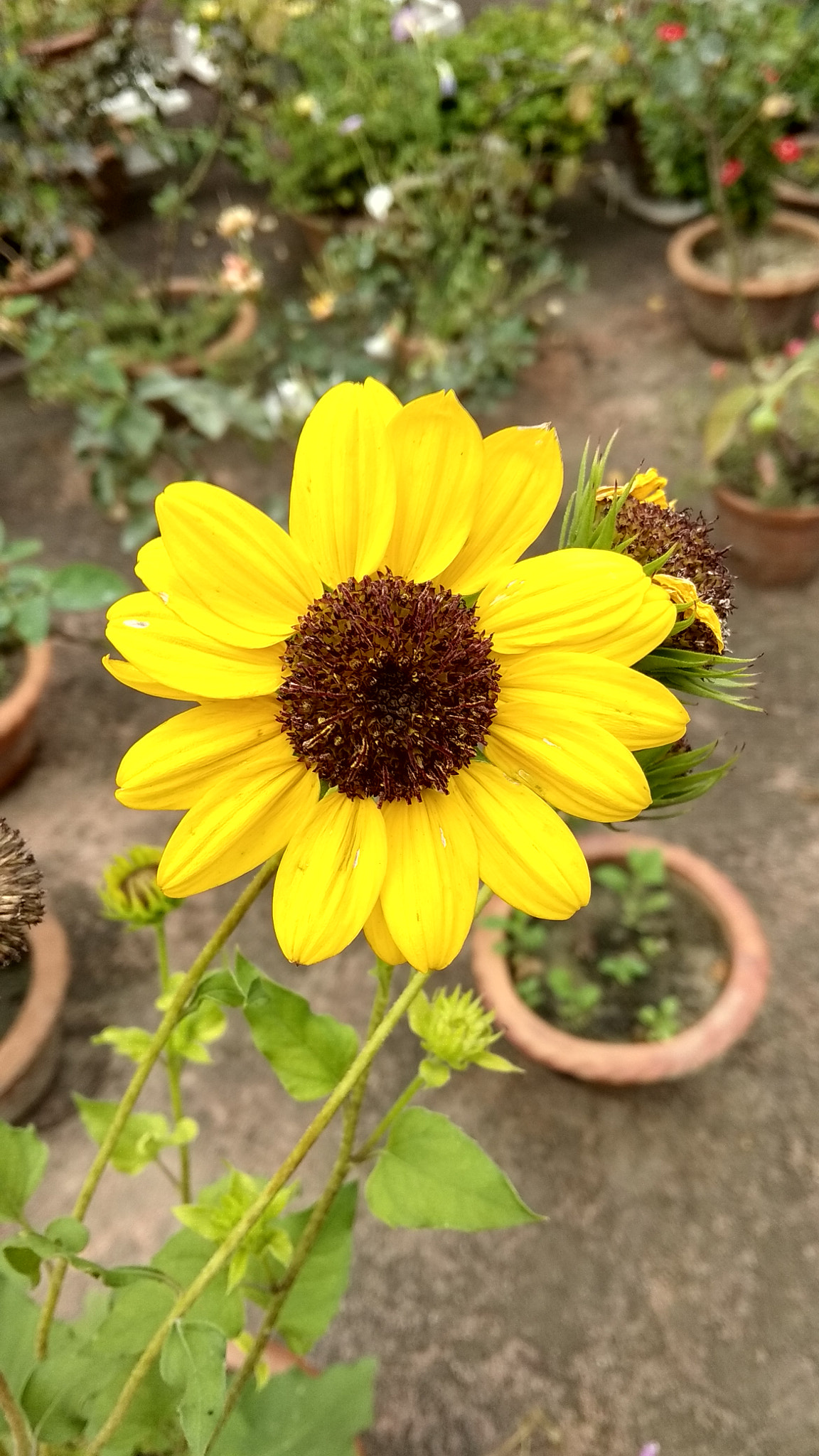 Xiaomi Redmi Note 5A sample photo